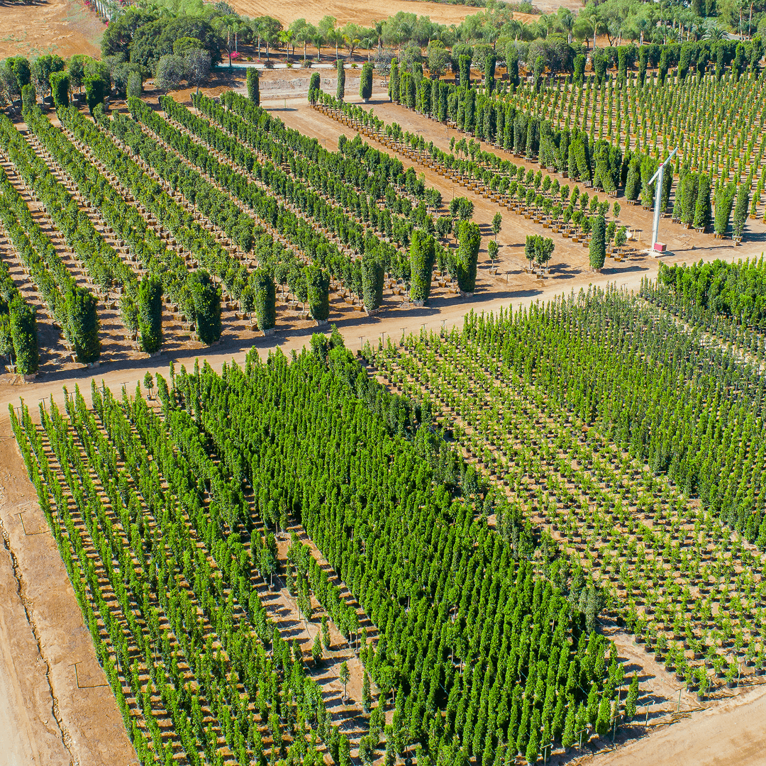 An overhead shot of a Moon Valley Nurseries' farm.