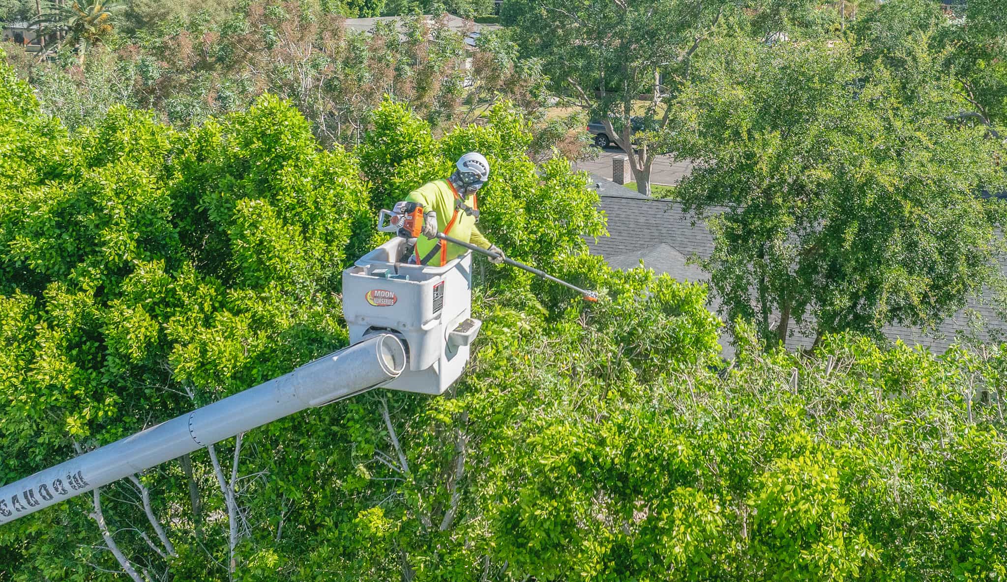 Tree Care technician in bucket trimming large hedge
