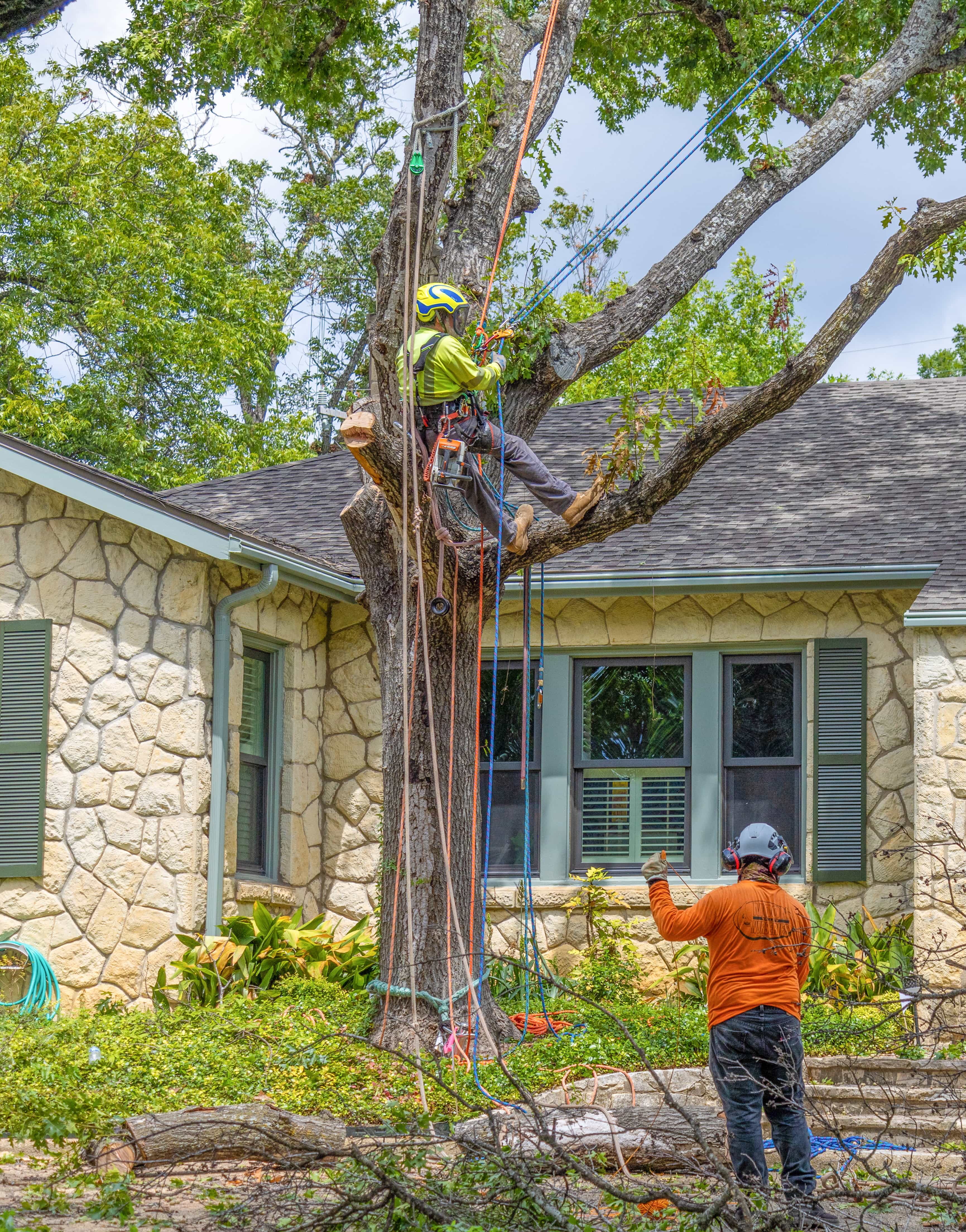 Moon Valley Nurseries Tree Care crew removing a tree