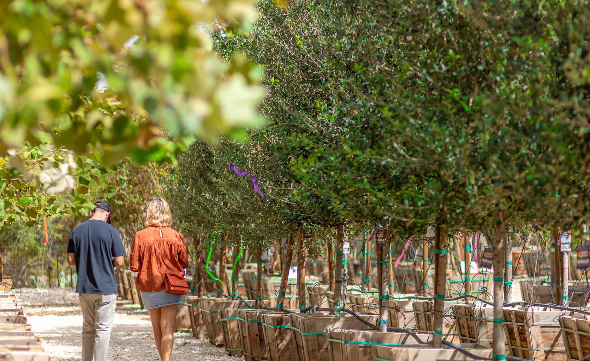Customers browsing trees in Moon Valley Nurseries