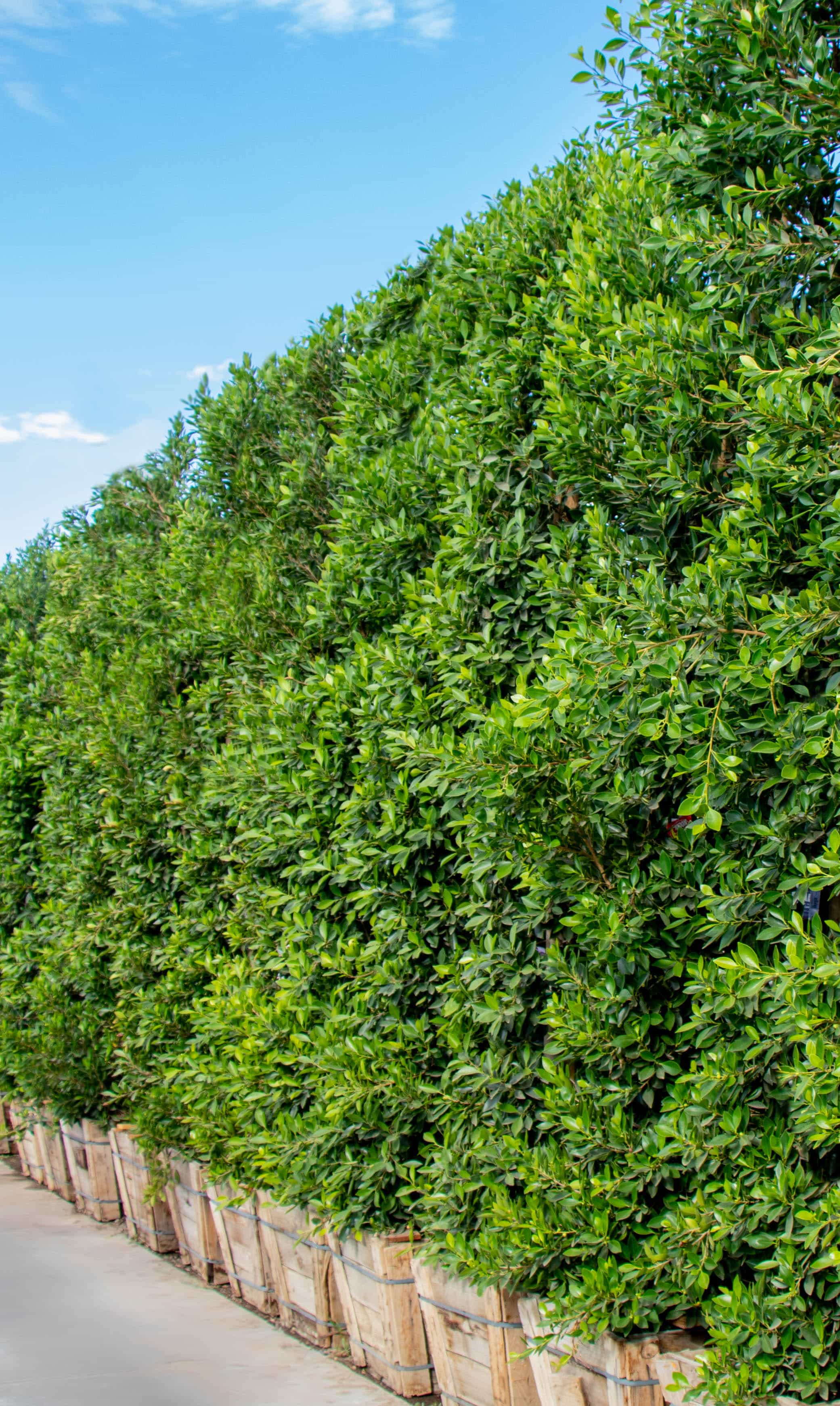 Hollywood hedges ficus
