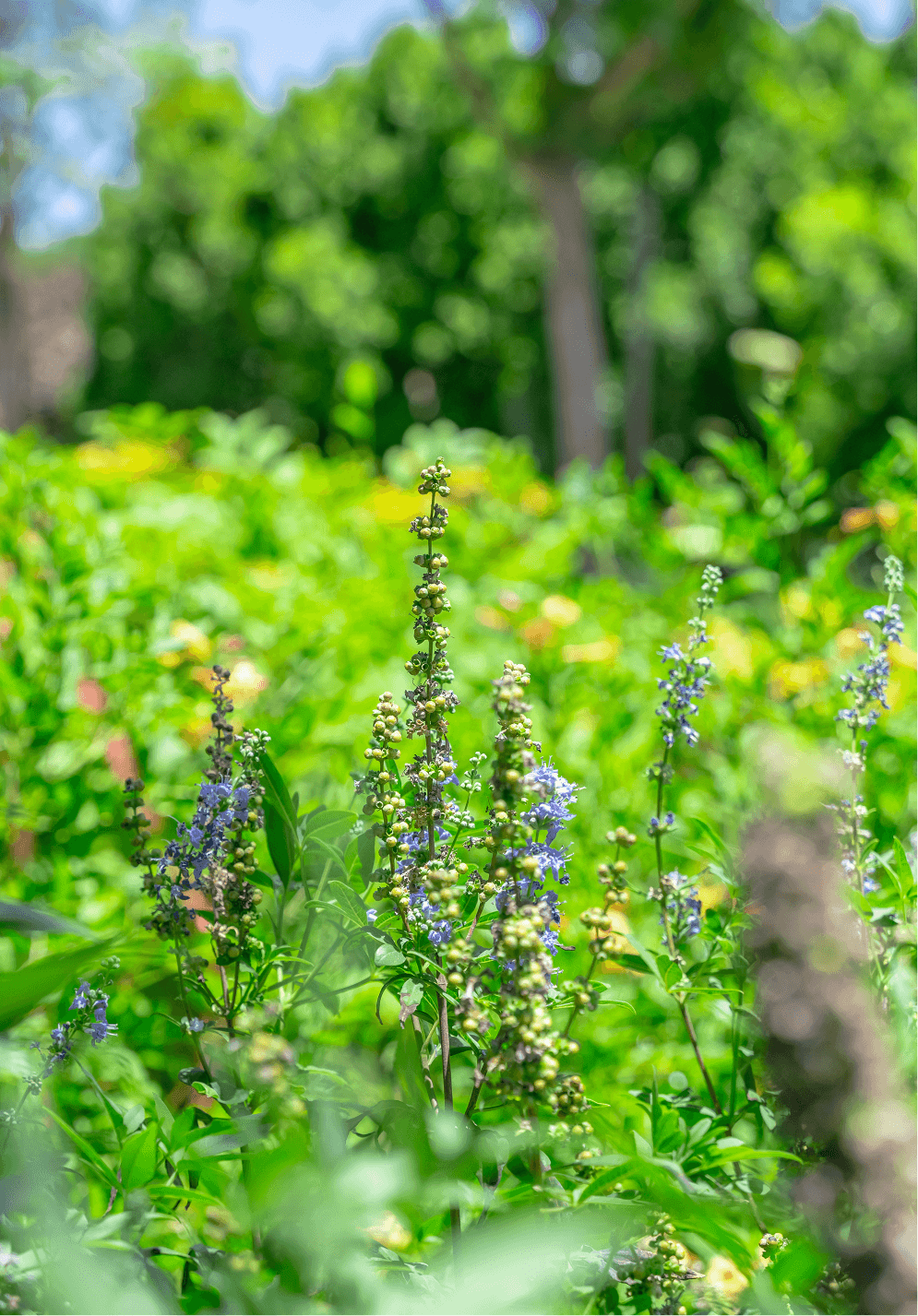 Browse our quality plants