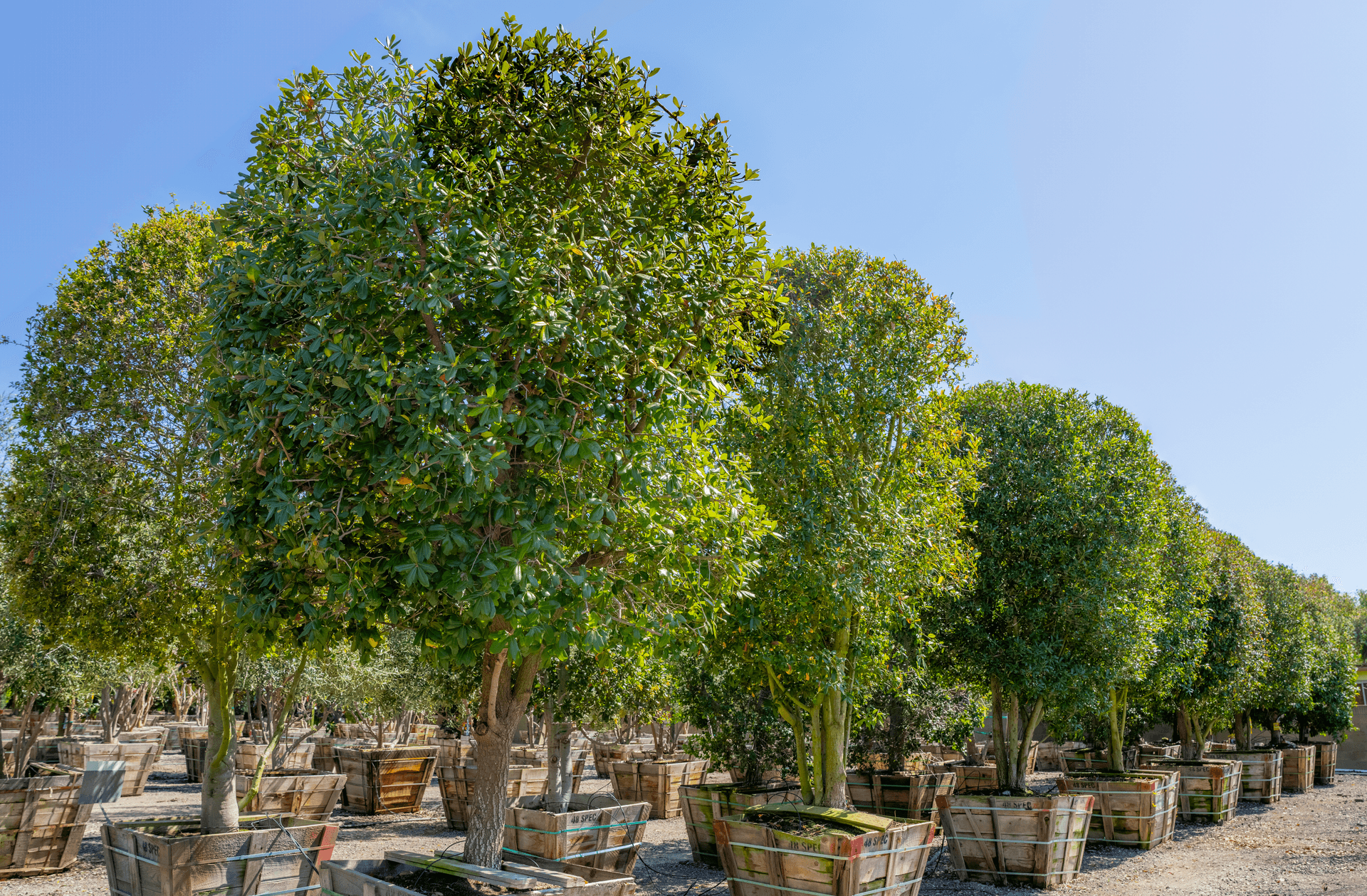 Row of Southern Live Oak shade trees at a Moon Valley Nurseries location.
