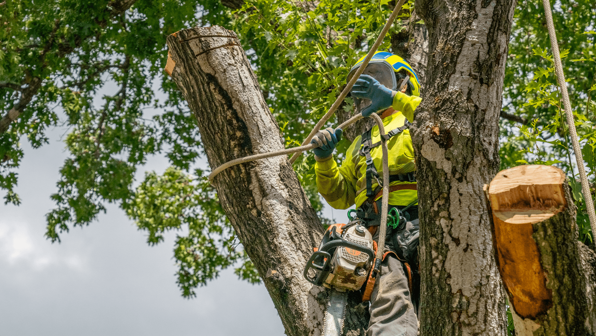 TreeTrimming.png