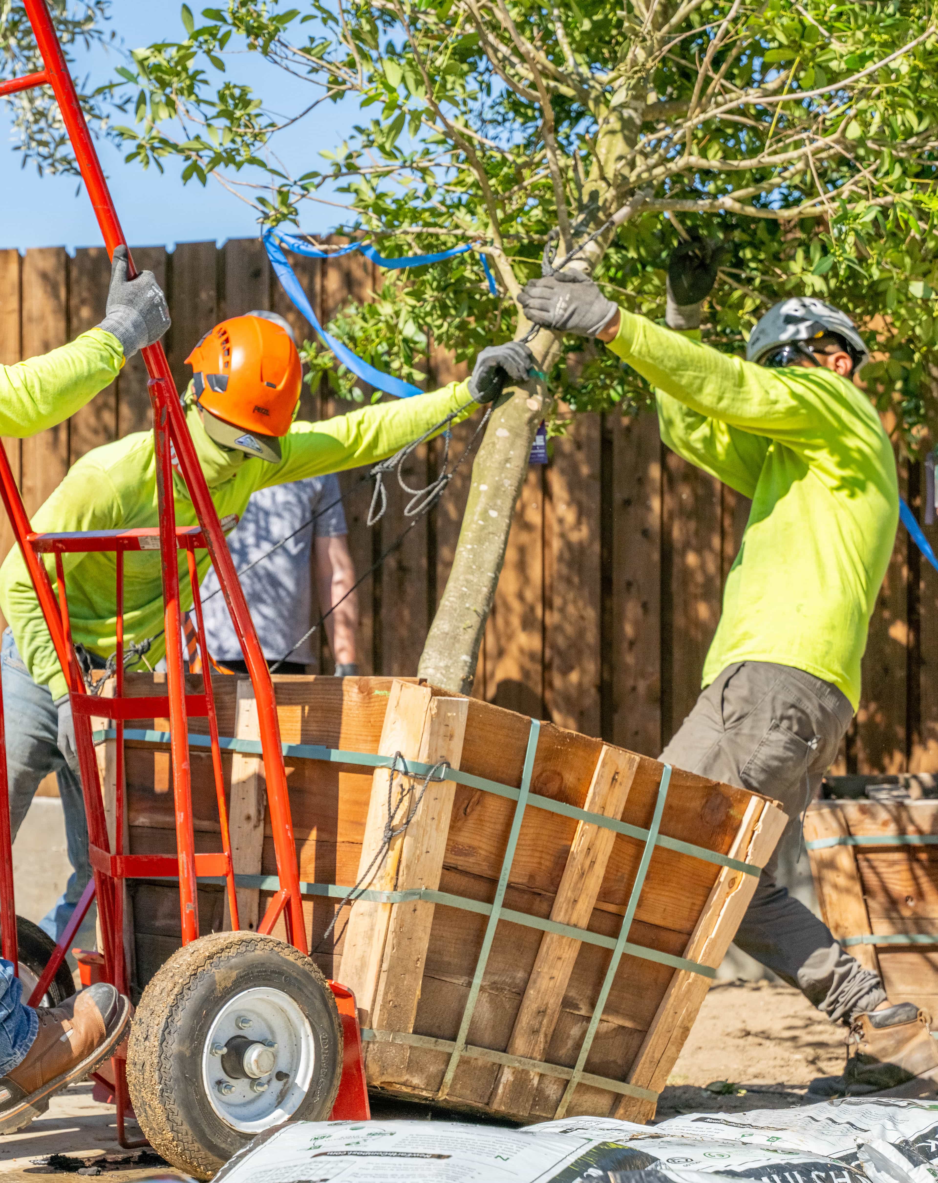 Moon Valley Nurseries planting crew moving tree with handcart