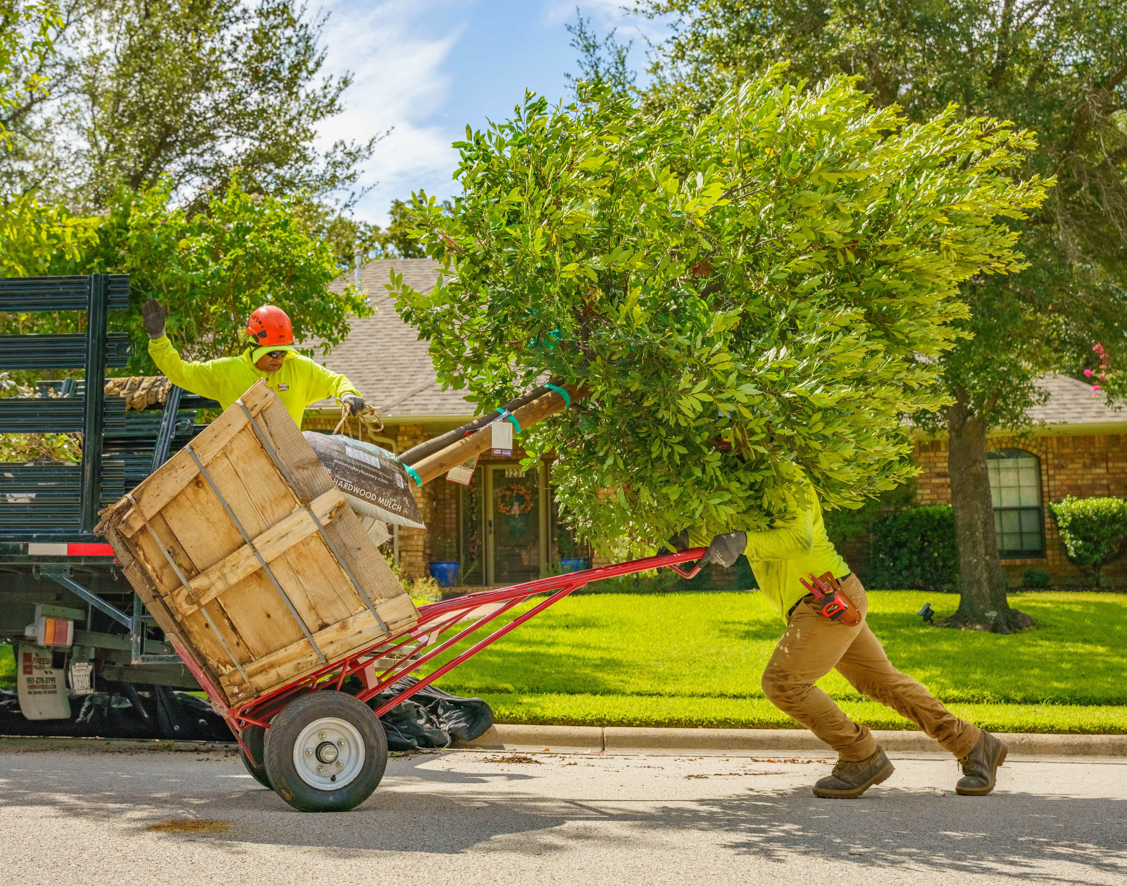 Tree being unloaded from truck