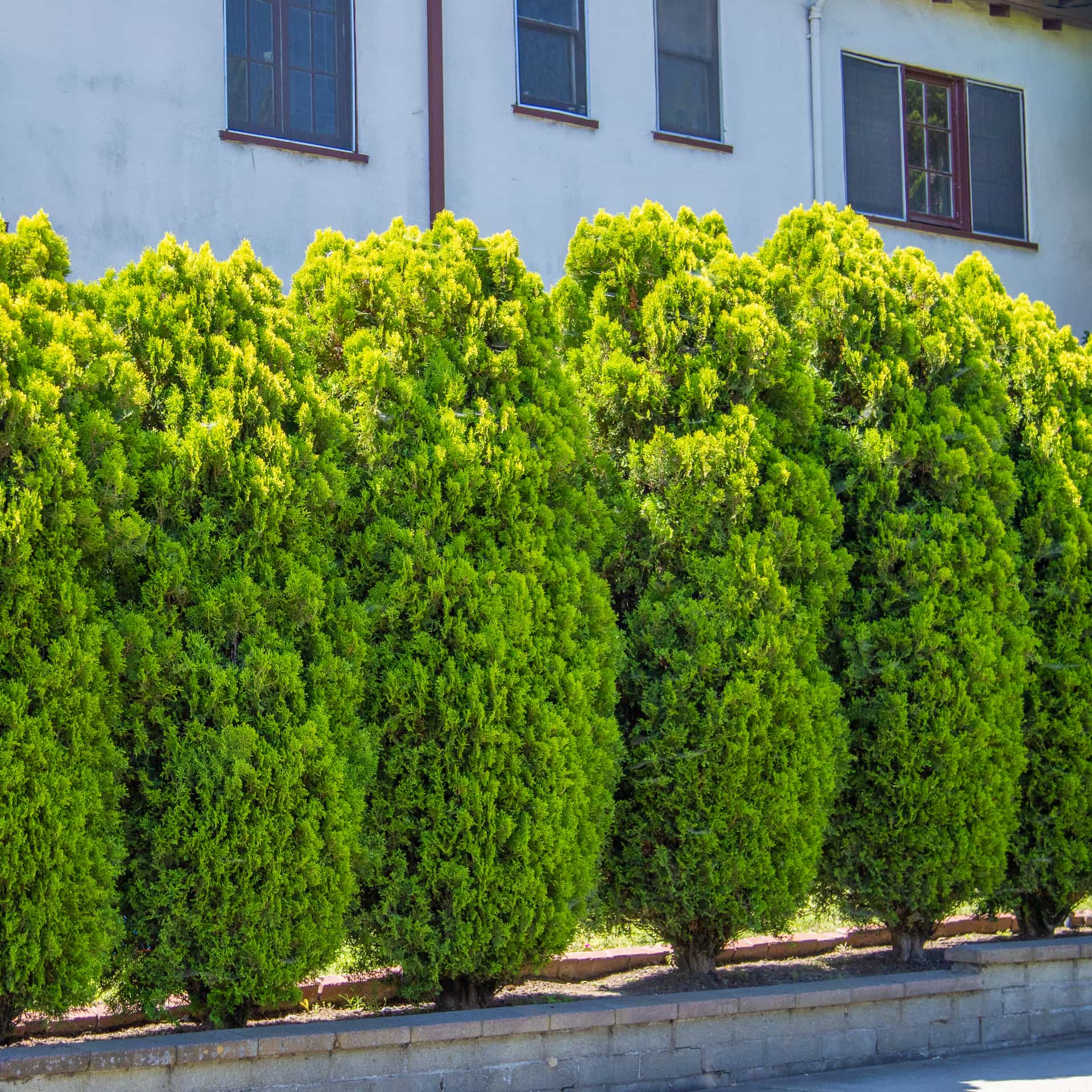 Golden Arborvitae