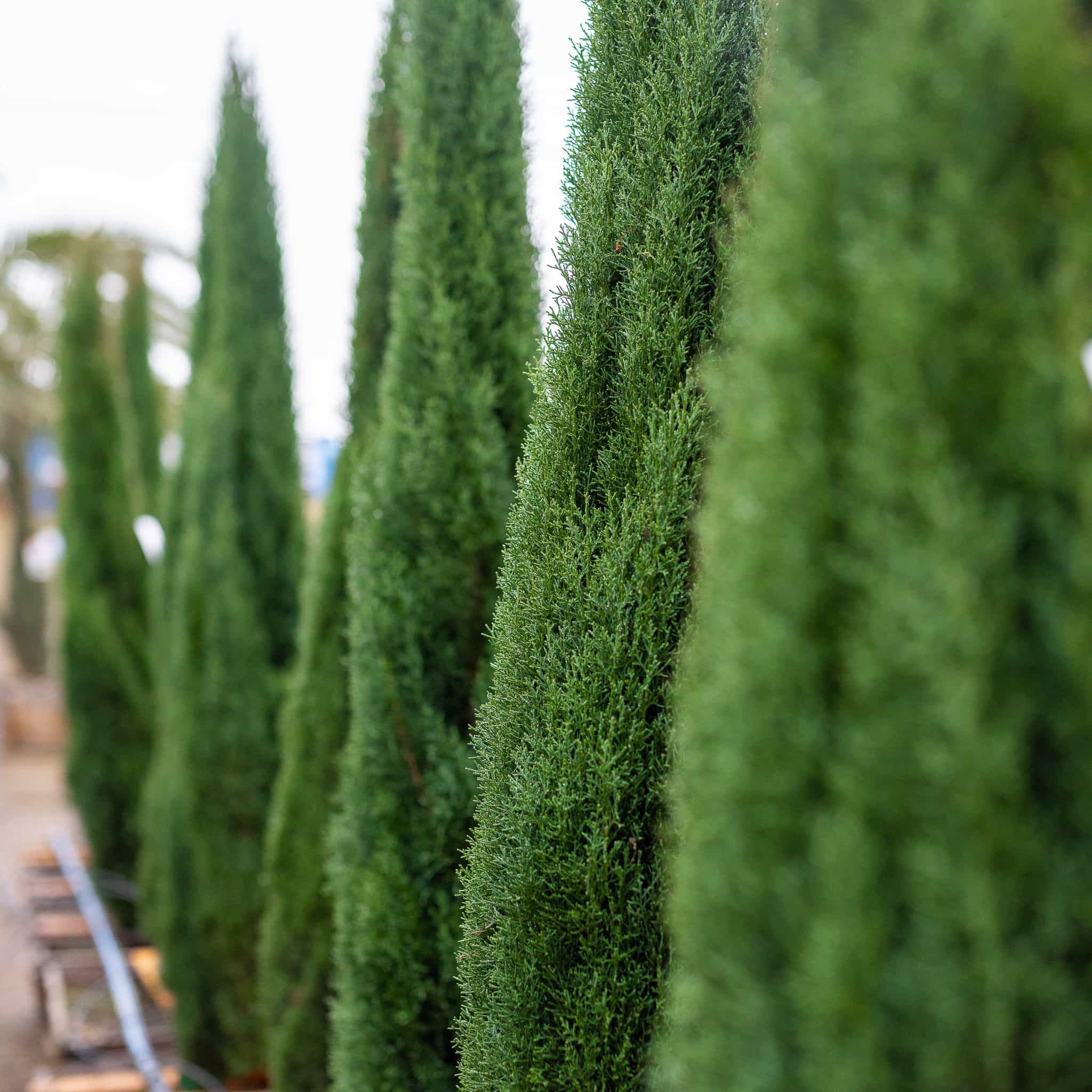 Italian Cypress