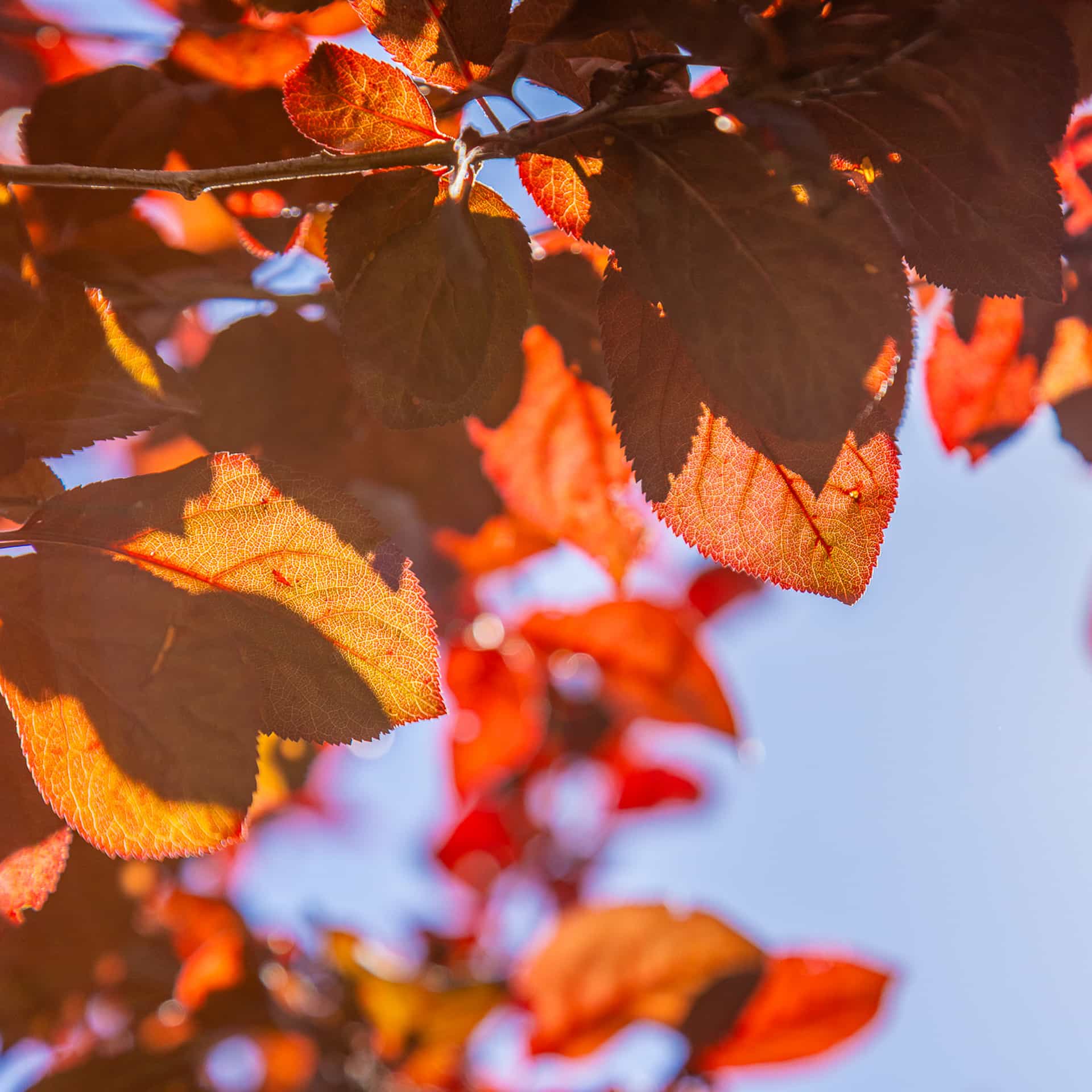 Purple Leaf Plum