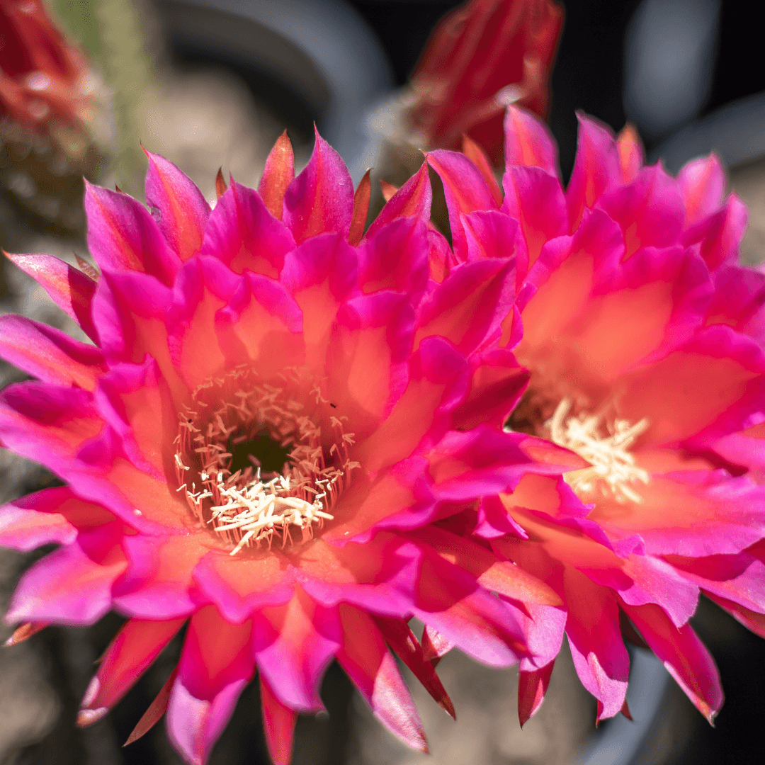 Beautiful Argentine Giant Hybrid Flowers