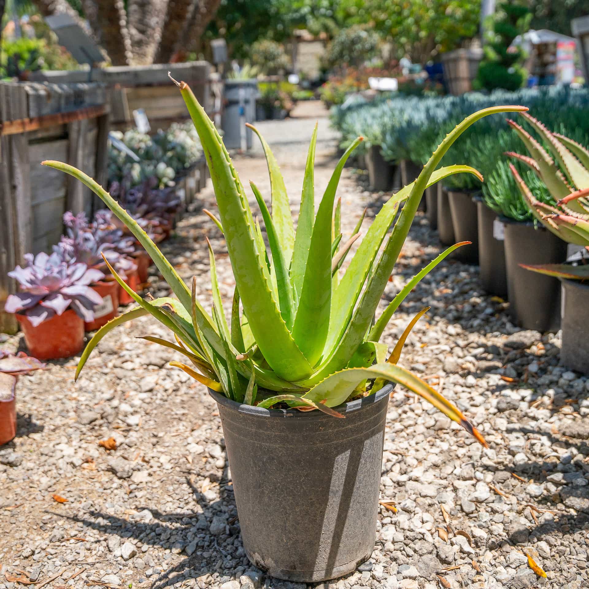 Aloe Vera