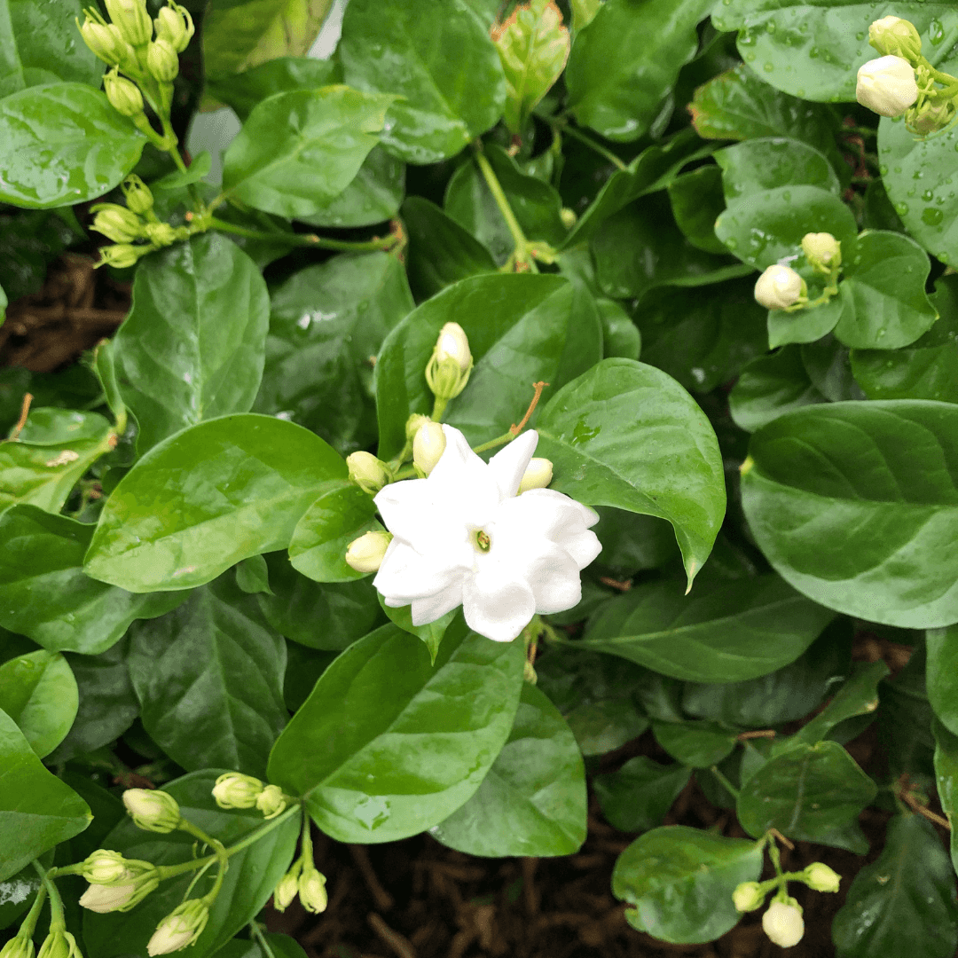 Dense Mature Arabian Jasmine Planted and Blooming  