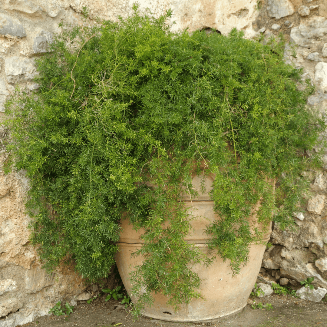 Dense Mature Asparagus Fern Potted on Patio