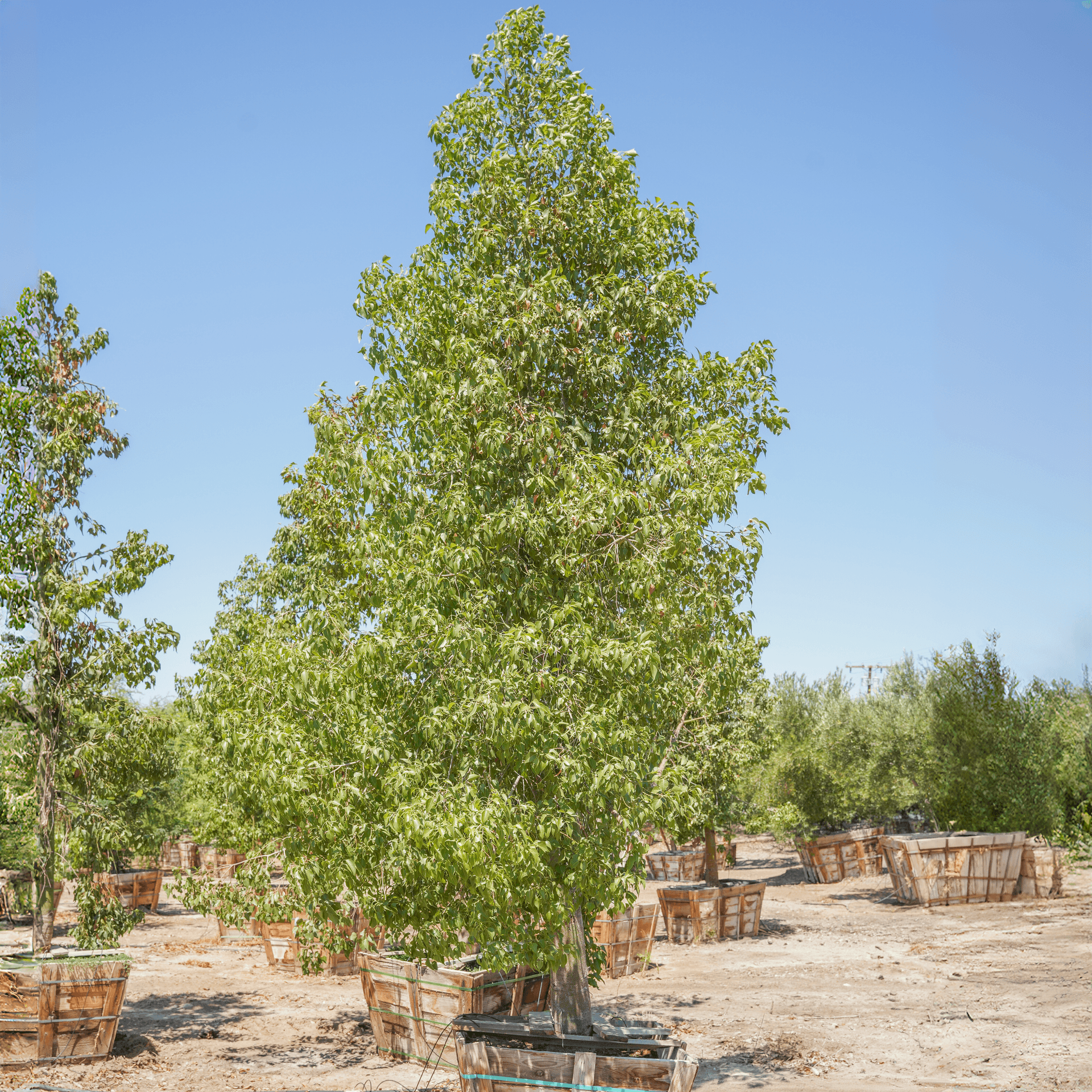 Australian Bottle Tree