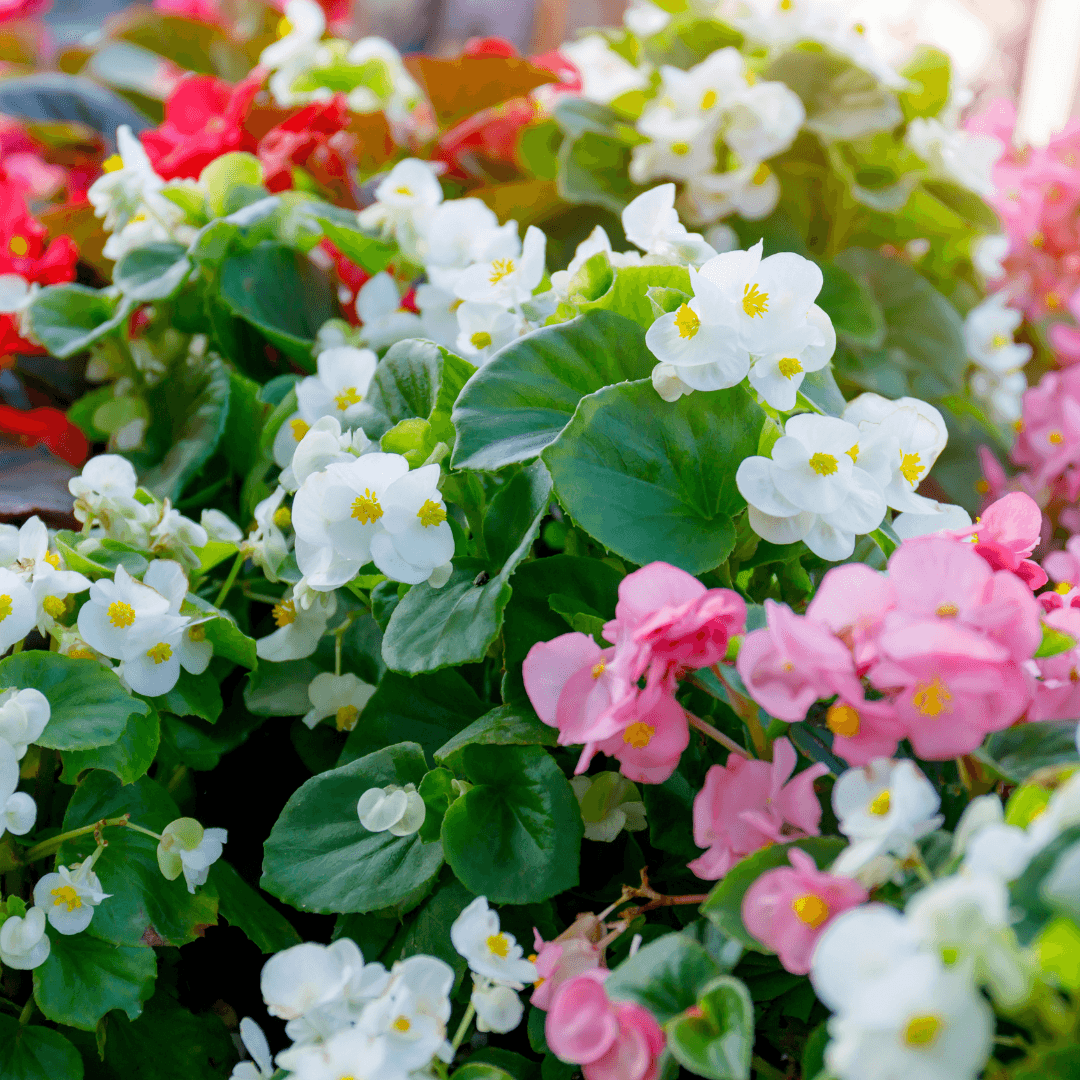 Beautiful Blooming Begonia Plant