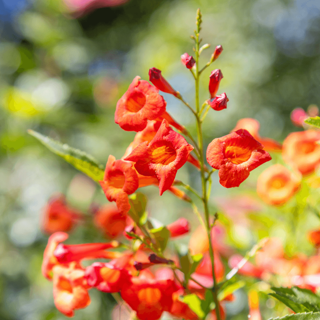 Bells of Fire Flowers