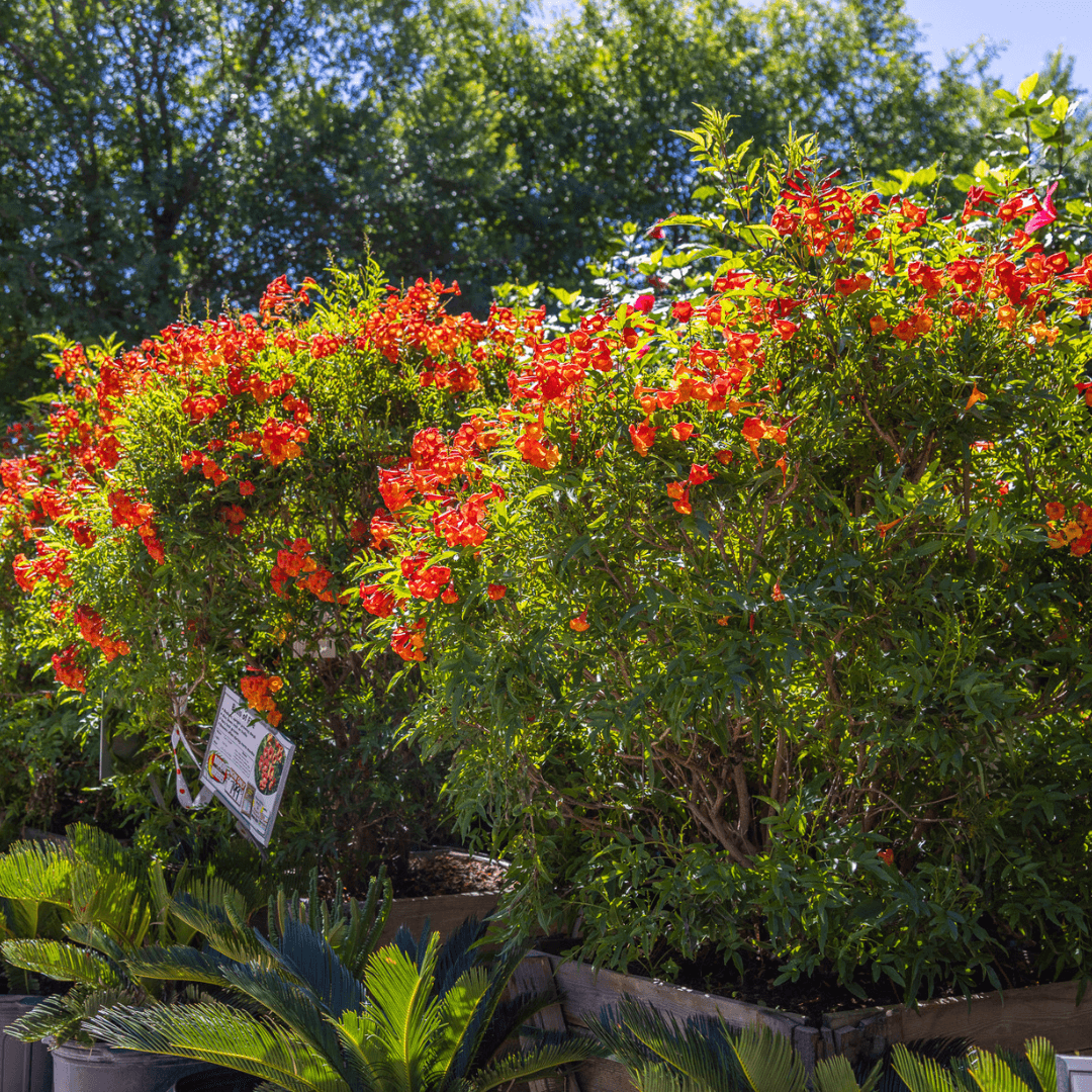 Bells of Fire Shrubs
