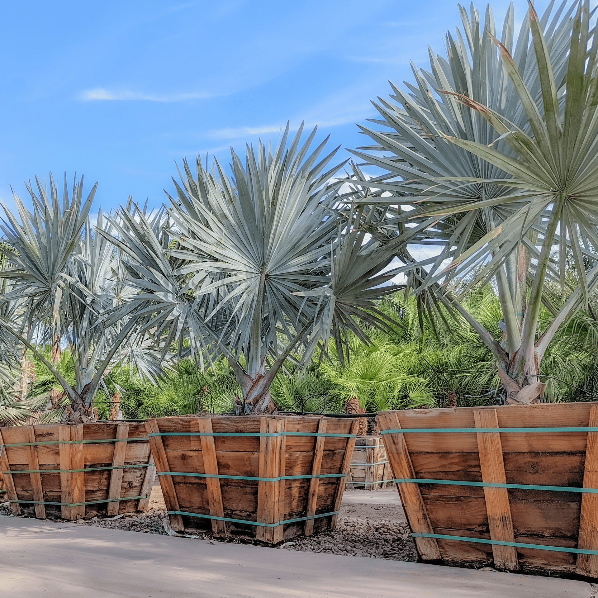Bismarck Palm
