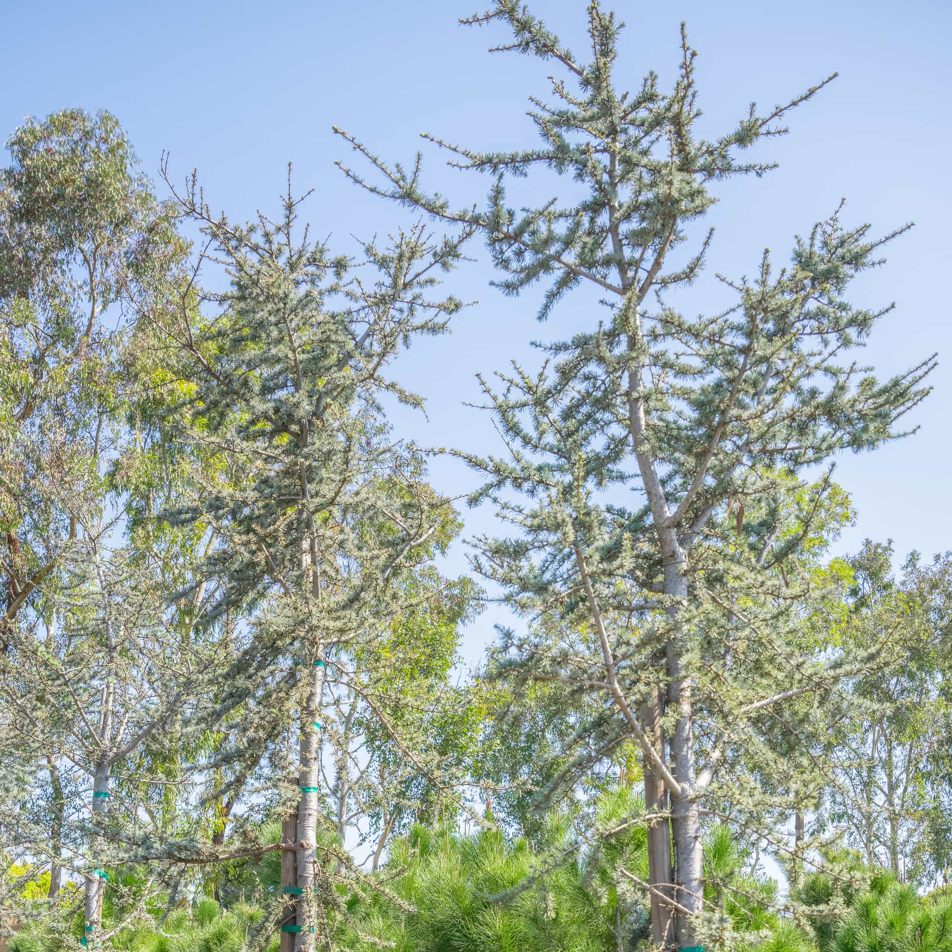 Blue Atlas Cedar Tree Canopy.