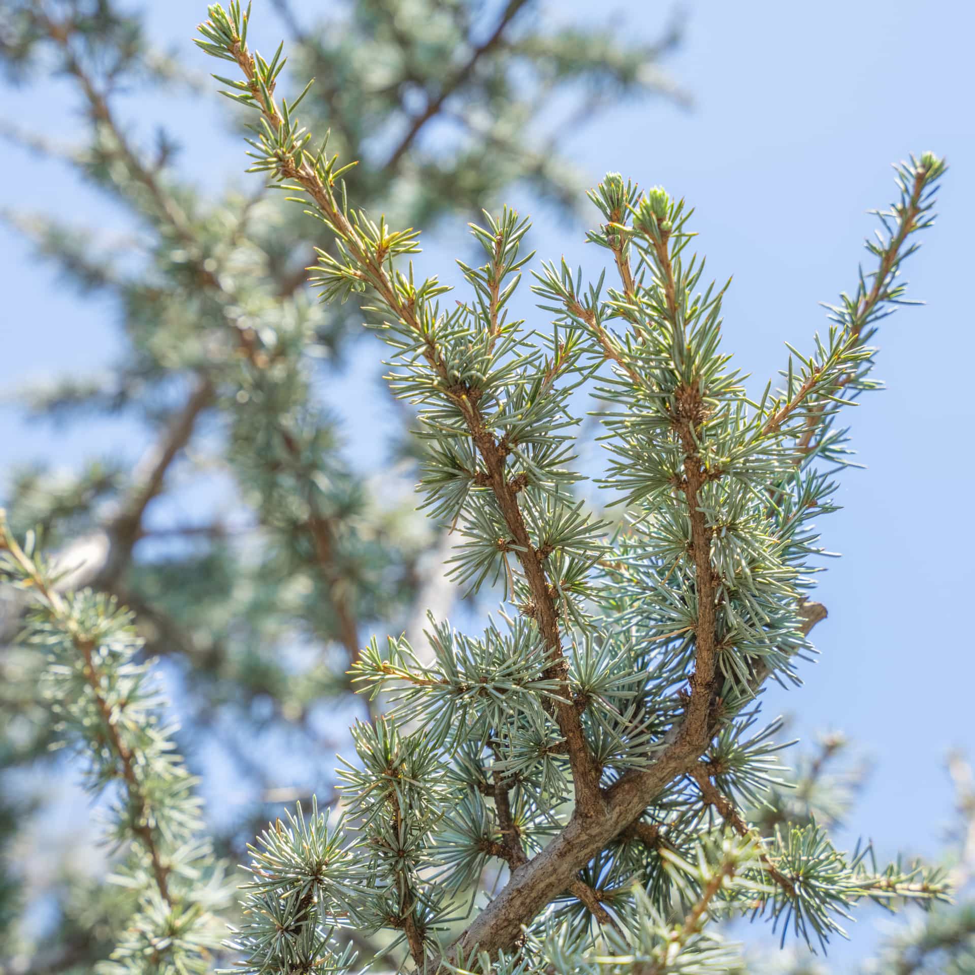 Blue Atlas Cedar closeup