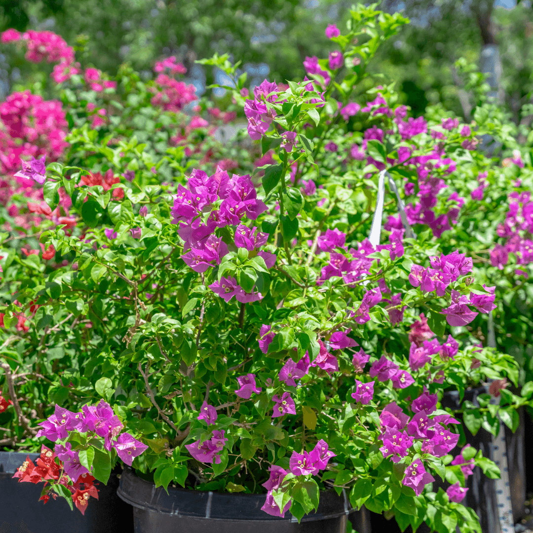 Bougainvillea Blooms