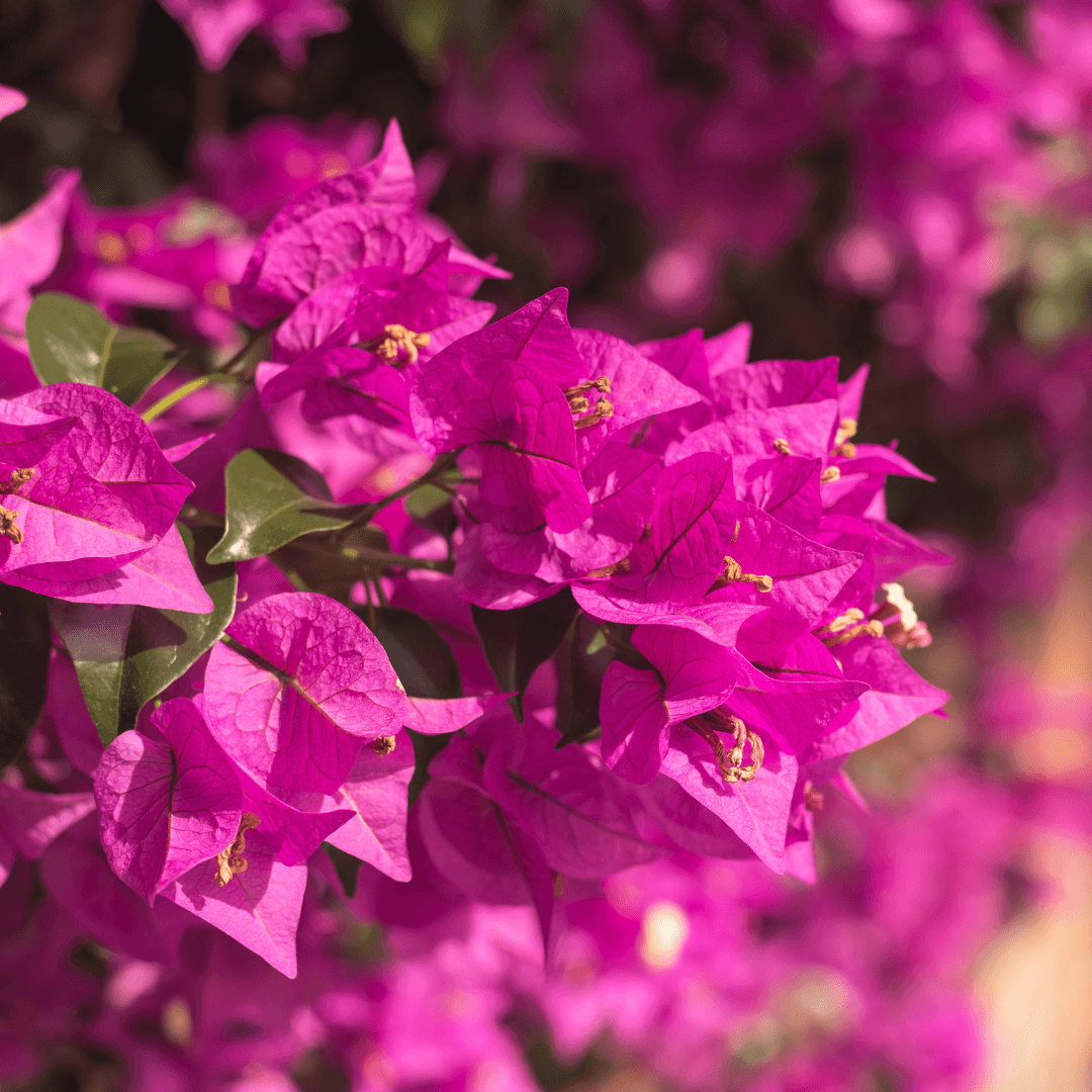 Beautiful Blooming Bougainvillea Flowers