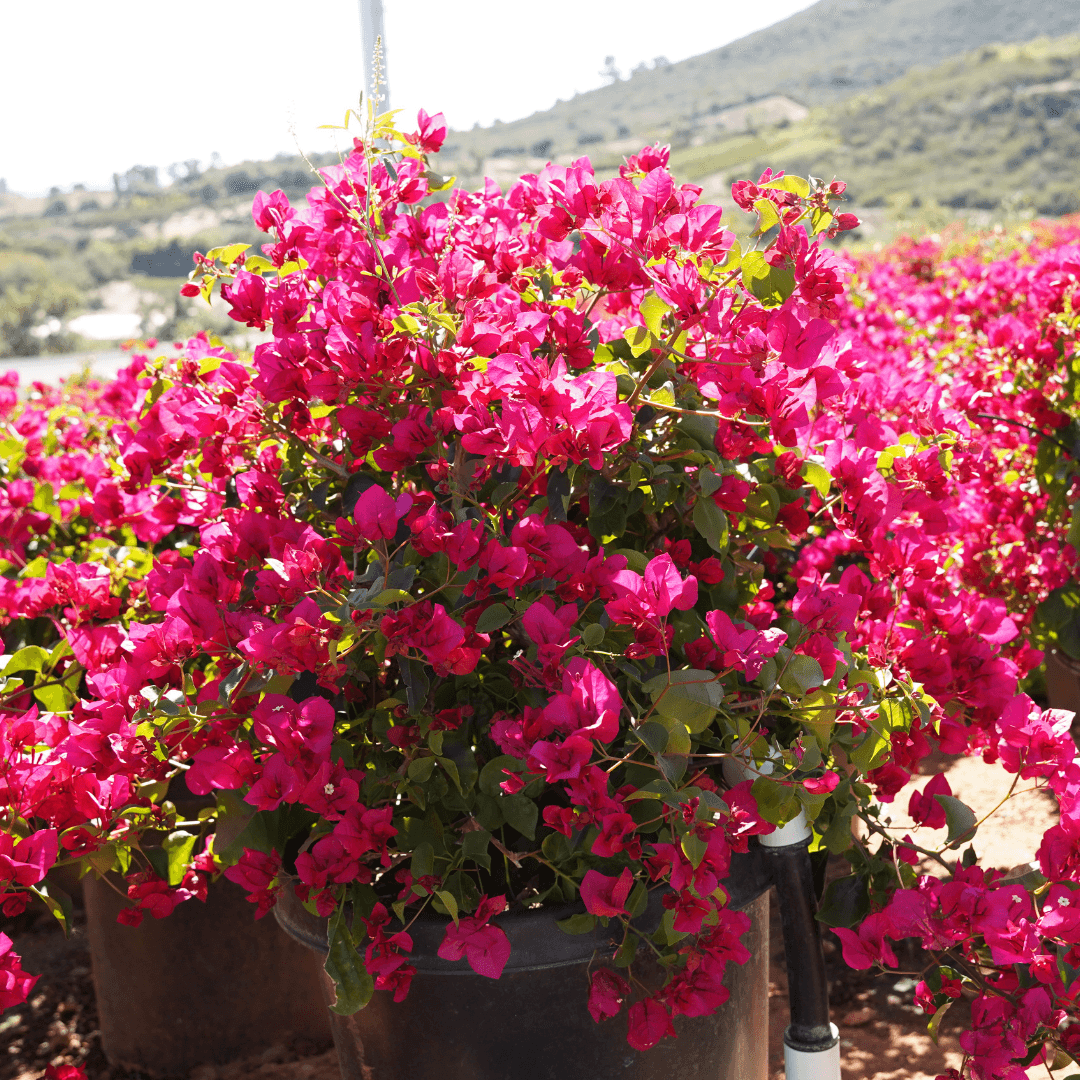 Beautiful Blooming Bougainvillea Flowers