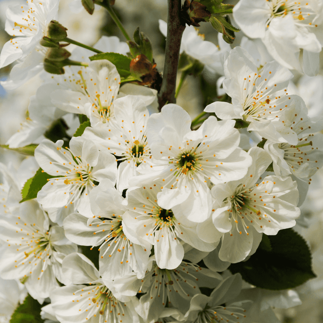 Beautiful Blooming Brooks Cherry Tree With White Flowers