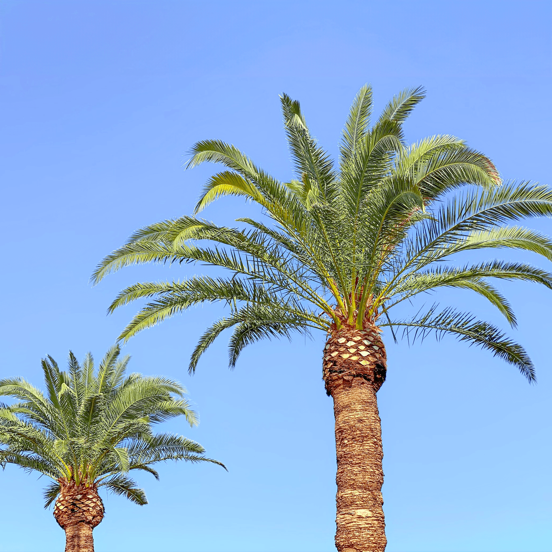 Pineapple Palm (Canary Island Date Palm) tops
