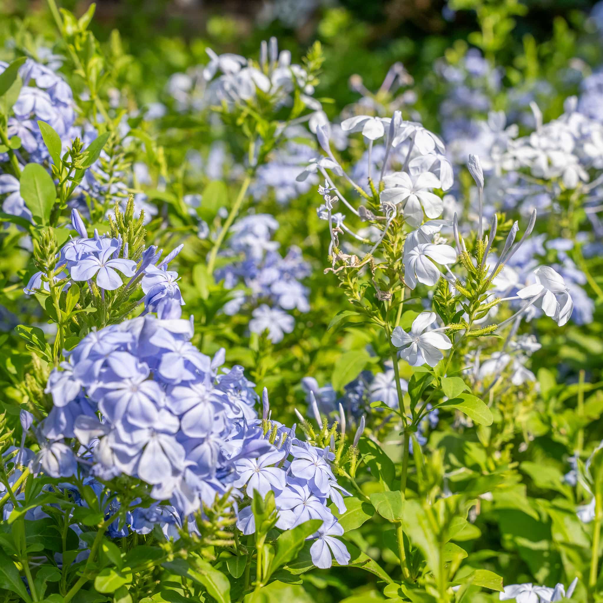 Cape Plumbago