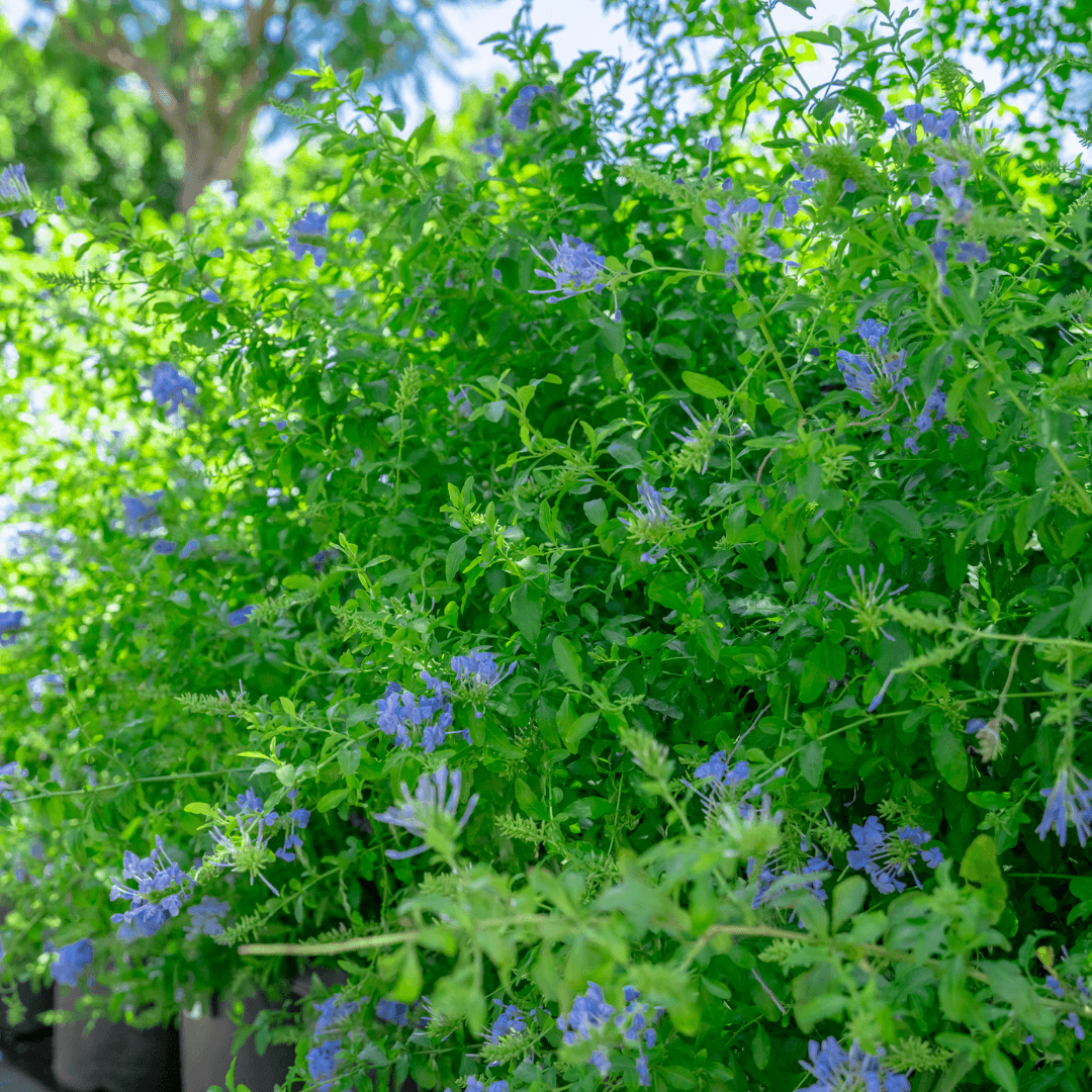 Cape Plumbago Shrubs