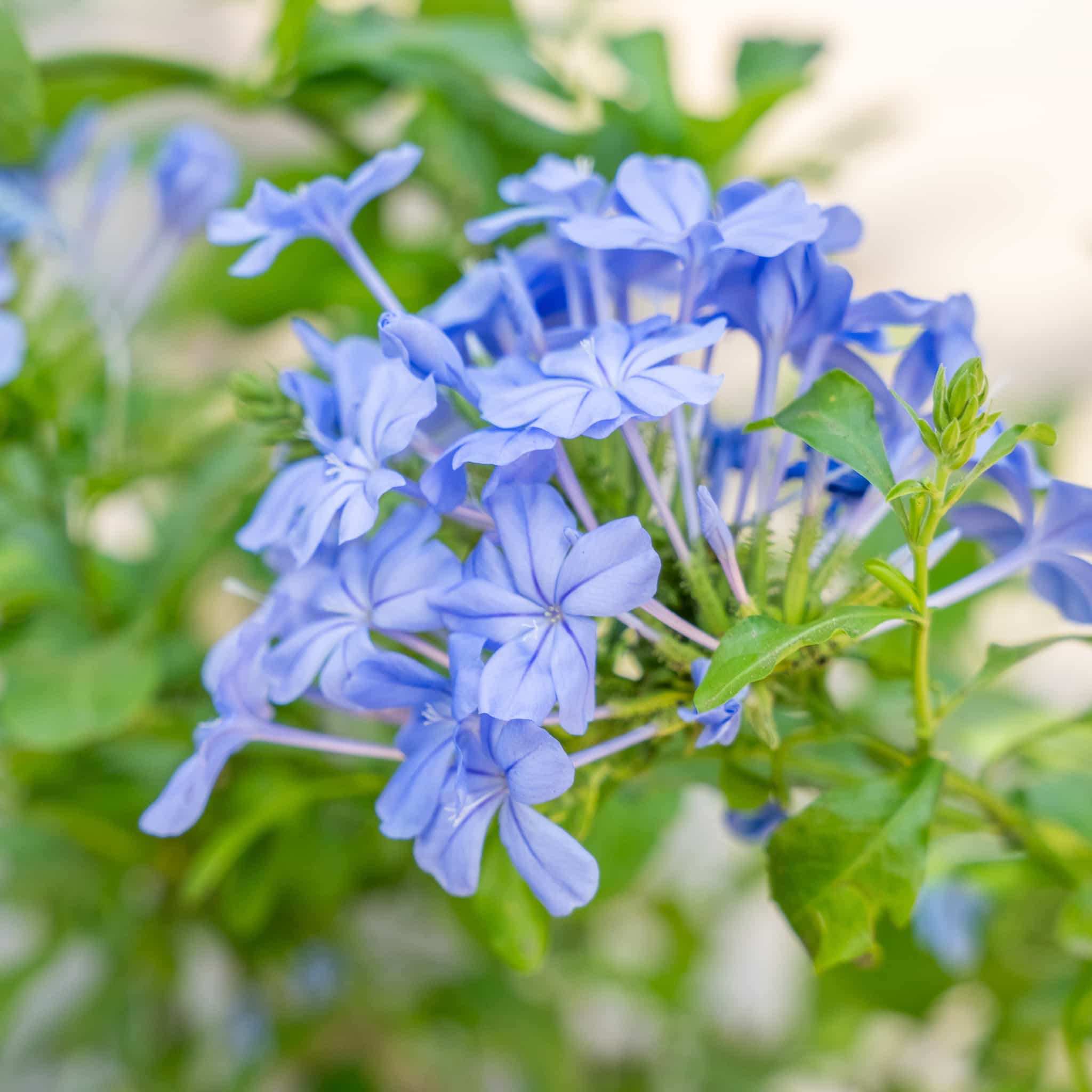 Cape Plumbago