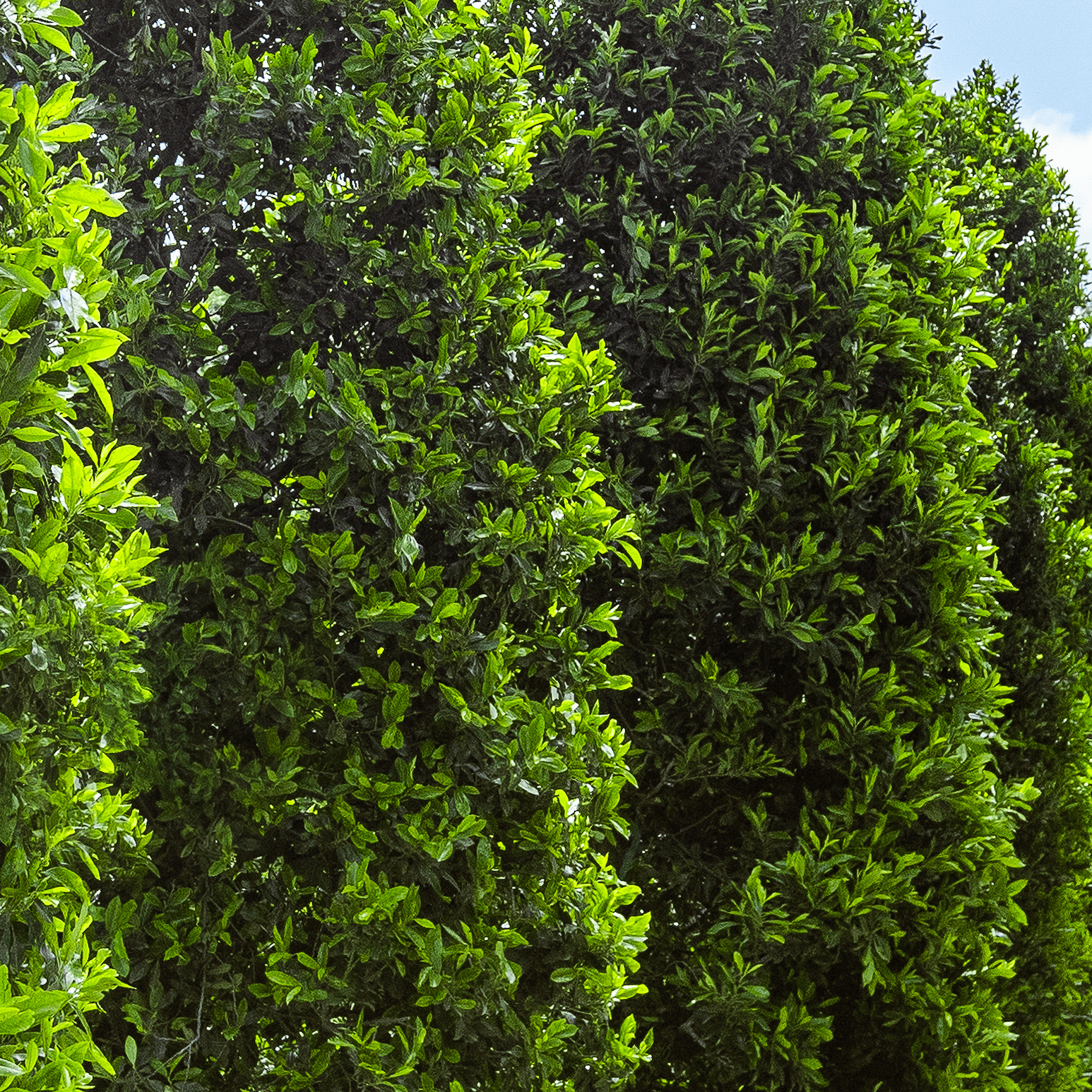 Carolina Cherry Row closeup
