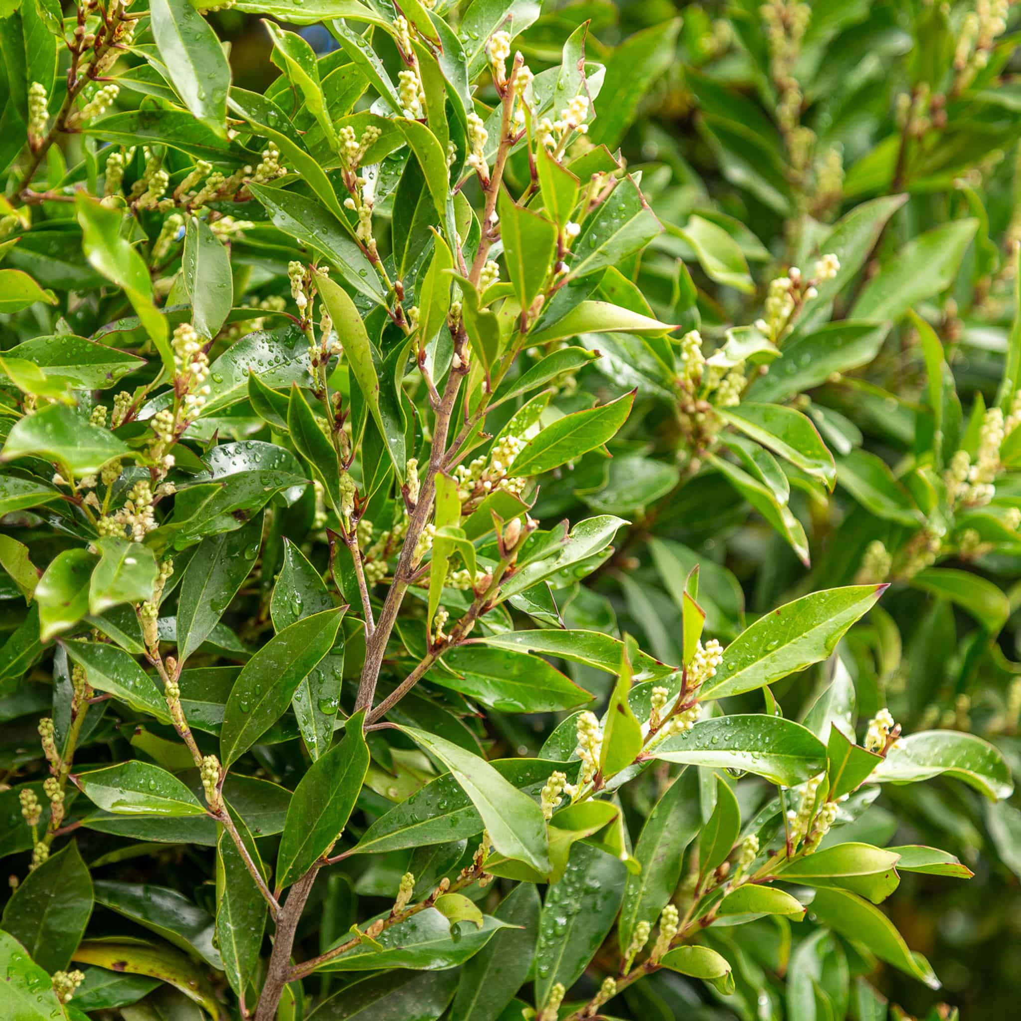 Carolina Cherry leaves
