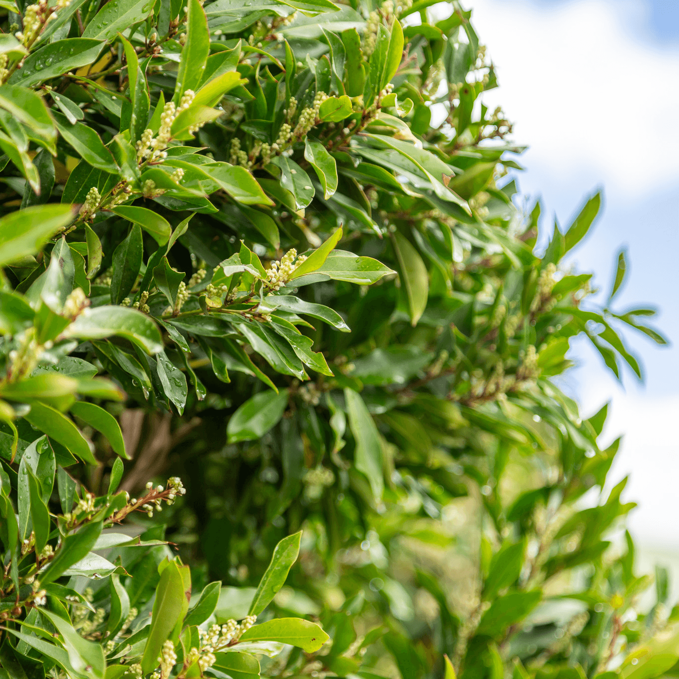 Carolina Cherry leaves