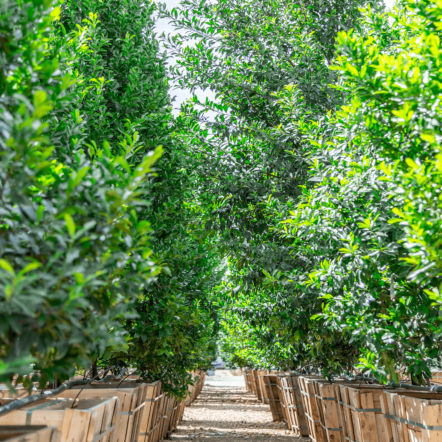 Carolina Cherry Row shot