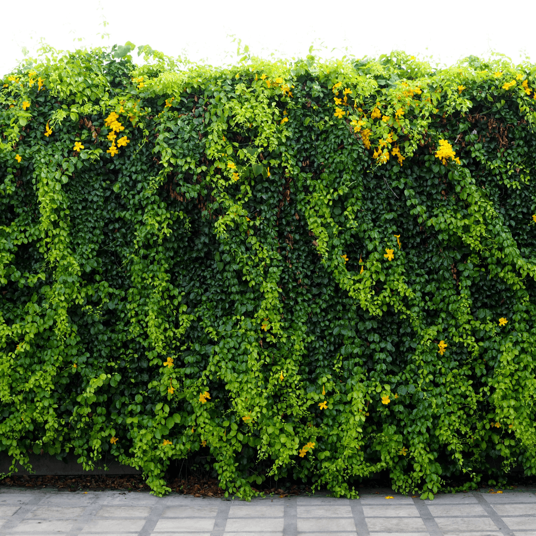 Wall of Cat's Claw Vine Mature and Dense With Vibrant Yellow Flowers In Bloom