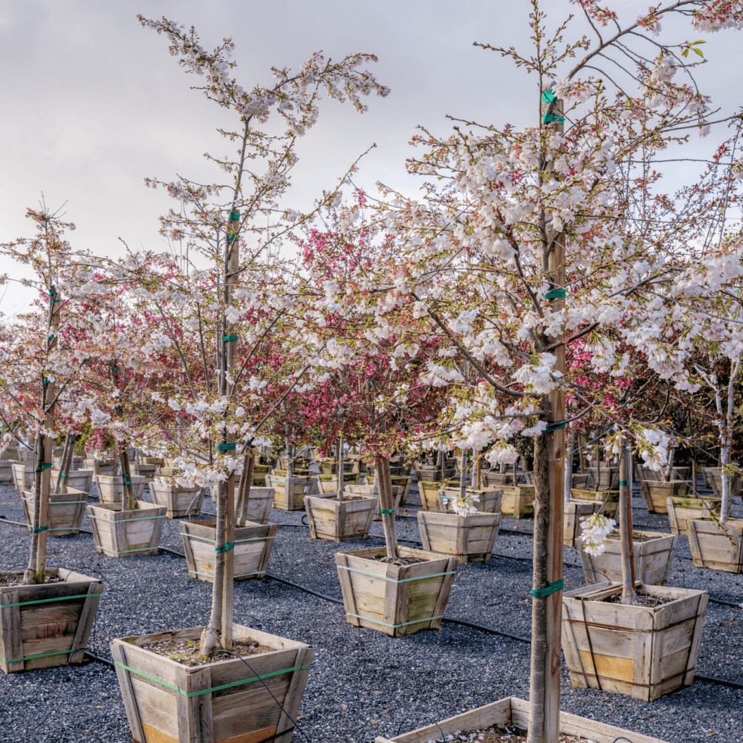 Multiple Mature Blooming Cherry Akebono Tree In Nursery Aisle with Pink Flowers