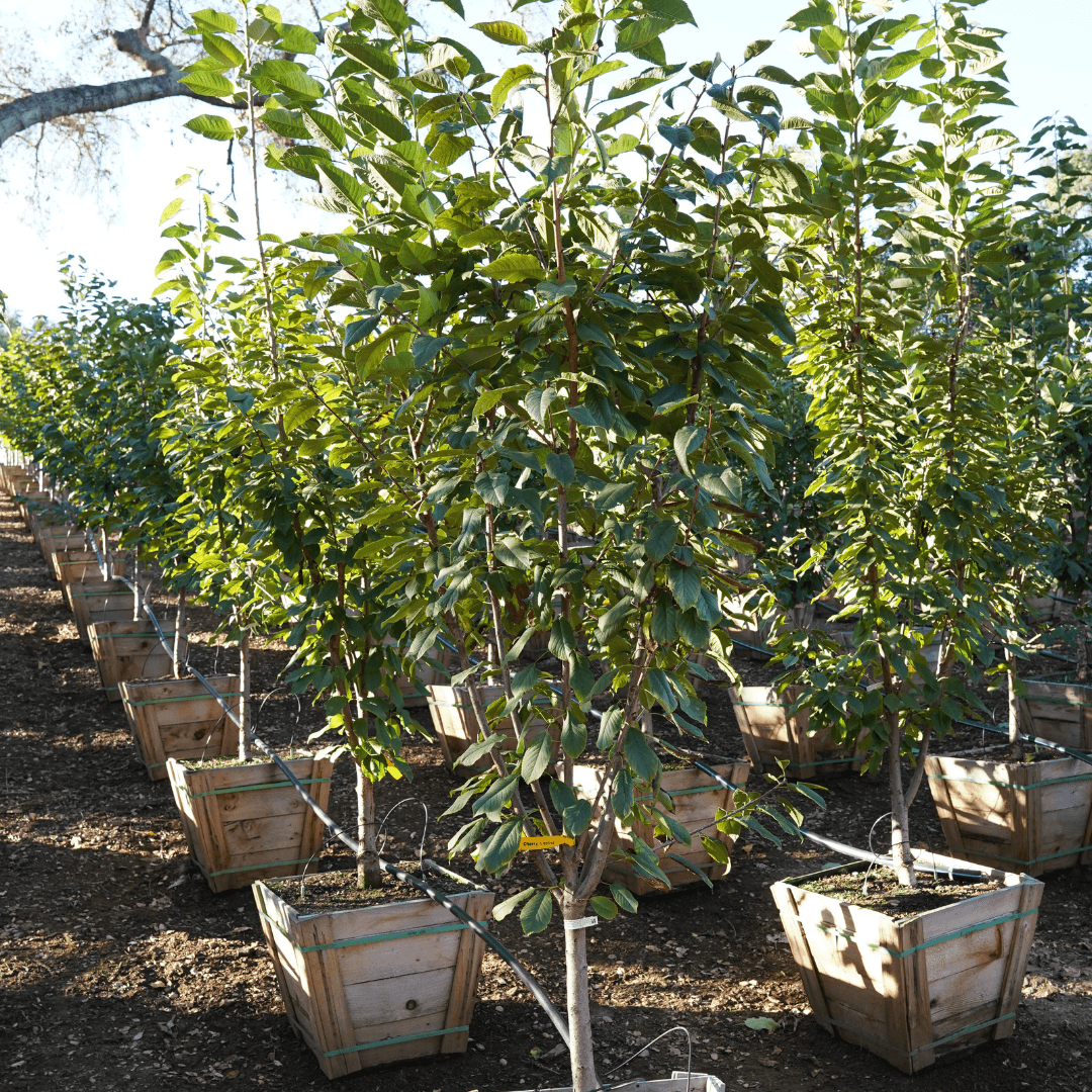 Multiple Lapins Cherry Trees in Nursery Aisle 