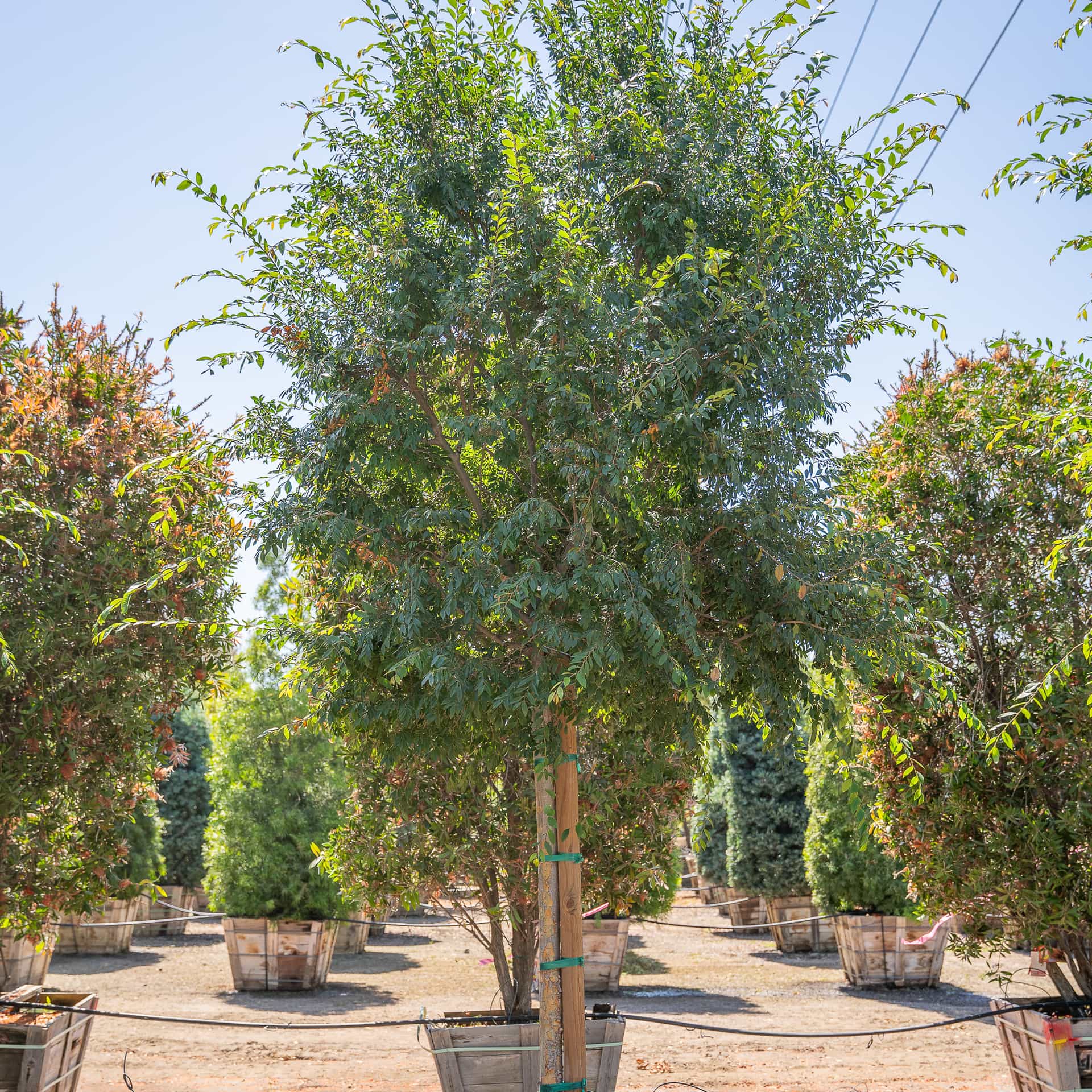Chinese Elm
