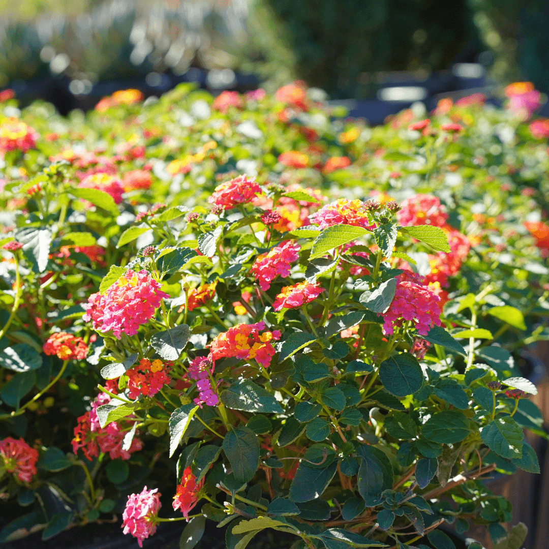 Confetti Lantana Blooms