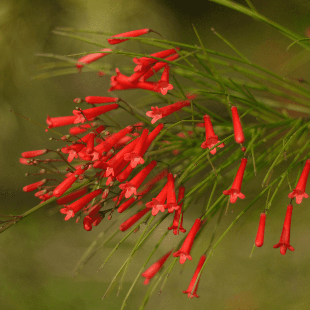 Coral Fountain Flowers