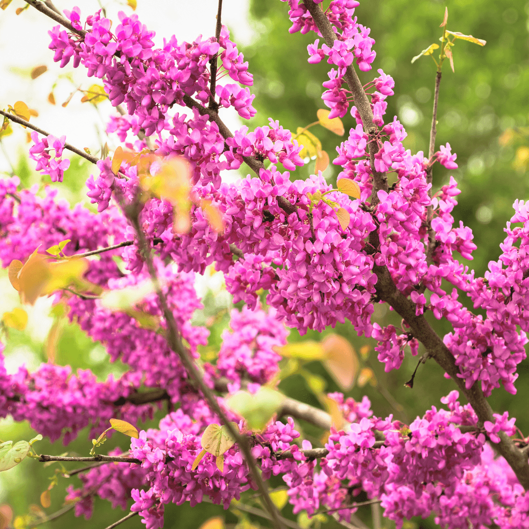 Large Mature Cotton Candy Redbud Tree with Beautiful Pink Flowers