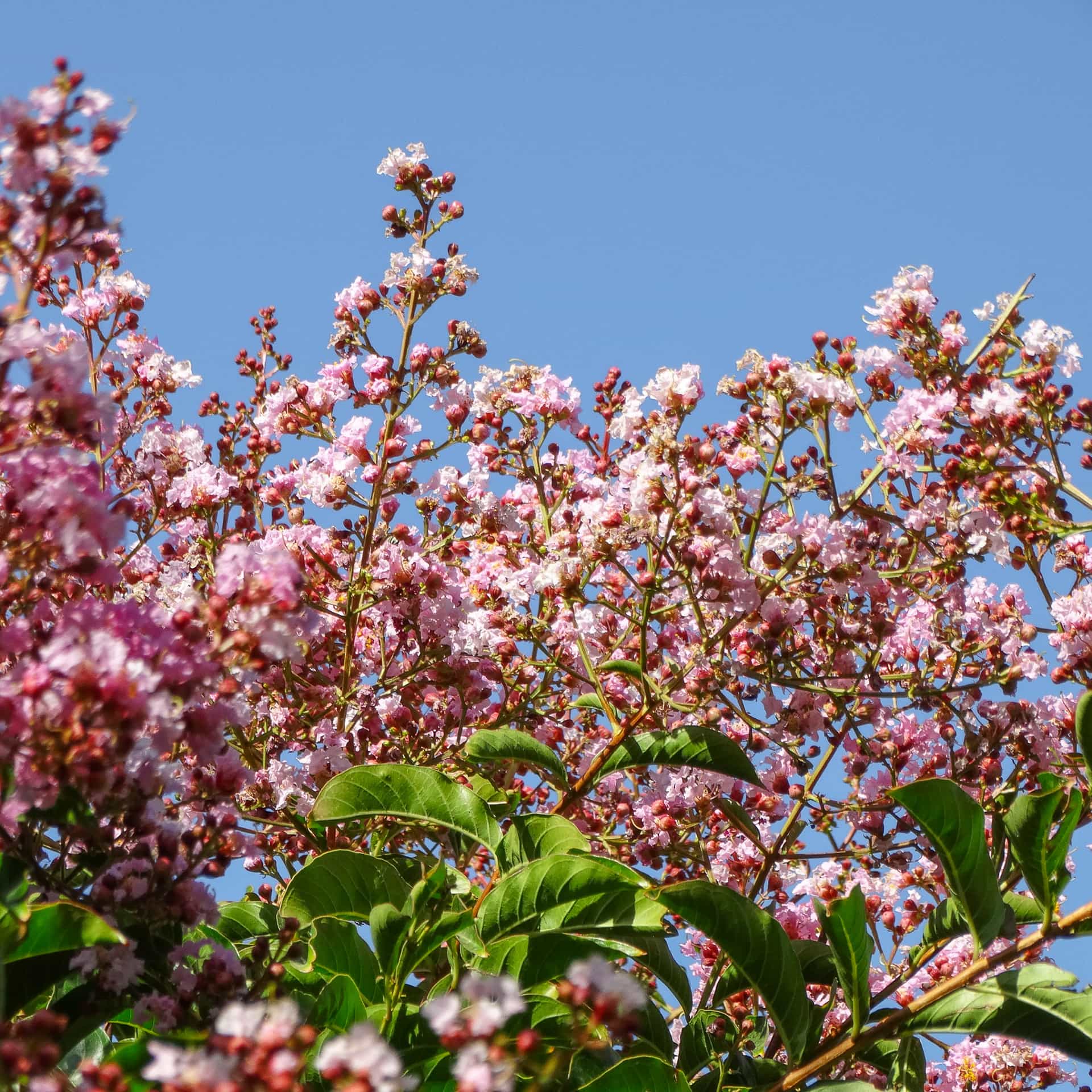 Lipan Crape Myrtle flowers close up