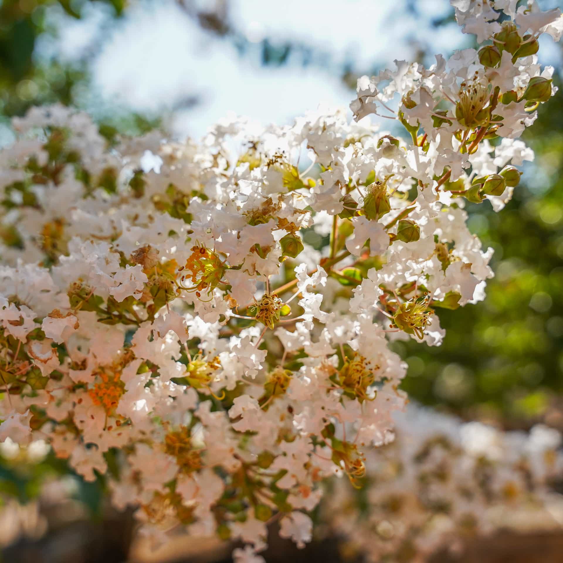 Natchez Crape Myrtle closeup