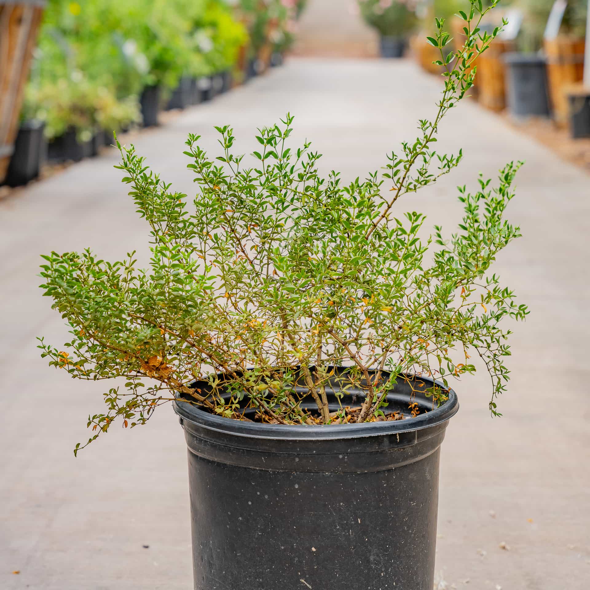 Creosote Bush