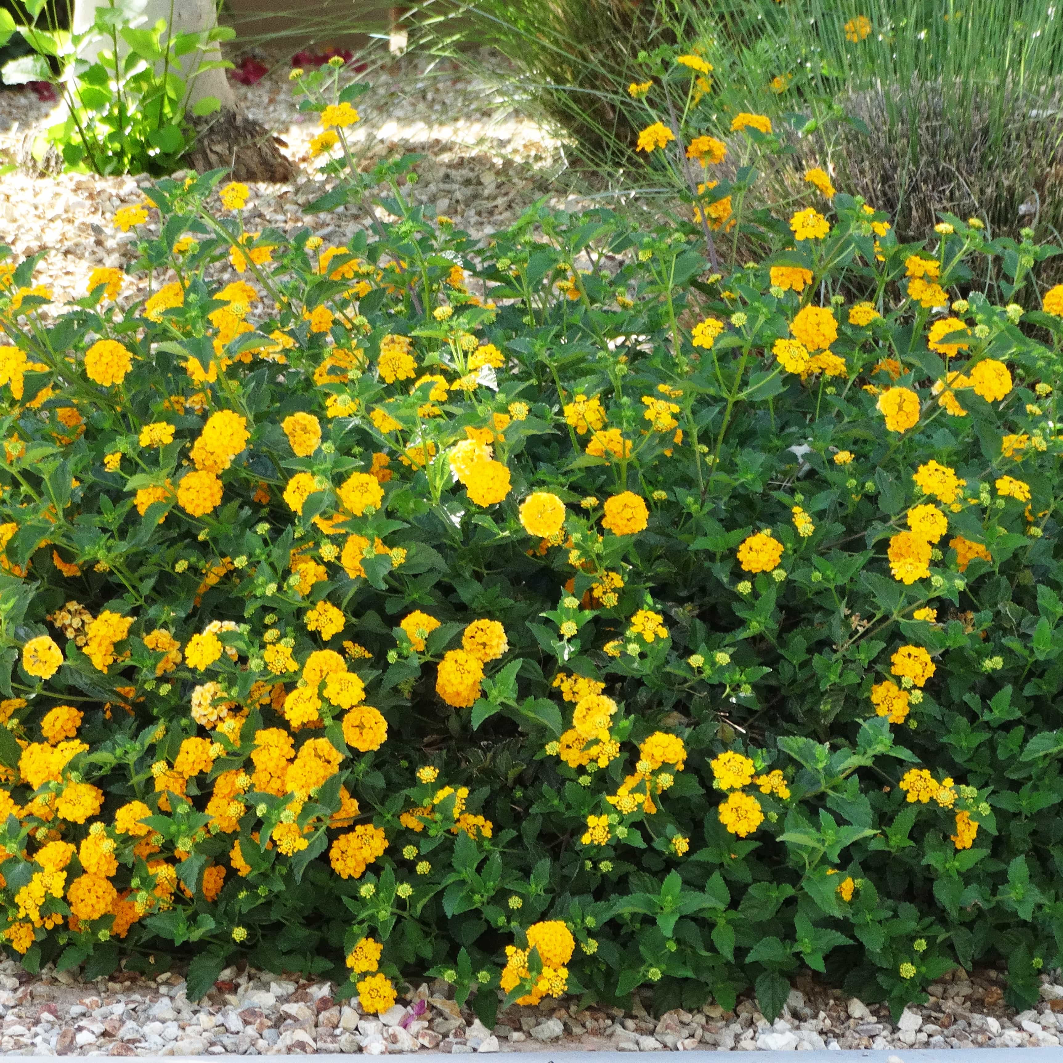 Gold Mound Lantana