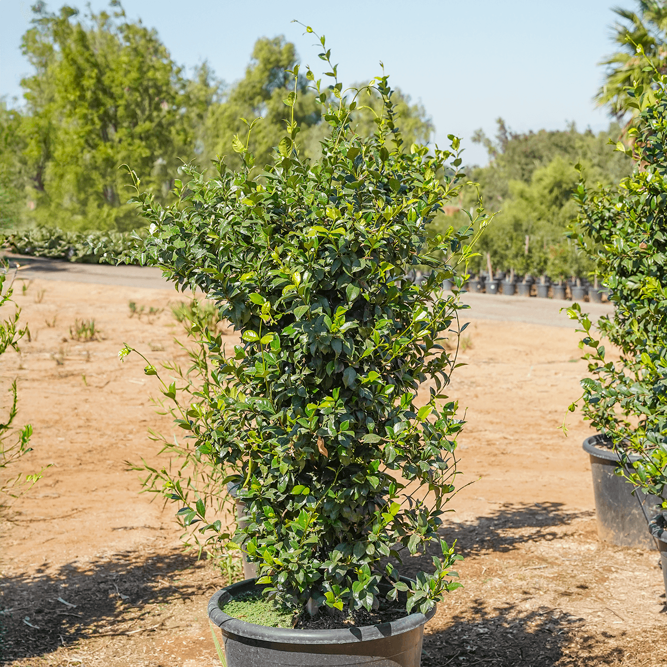 Star Jasmine