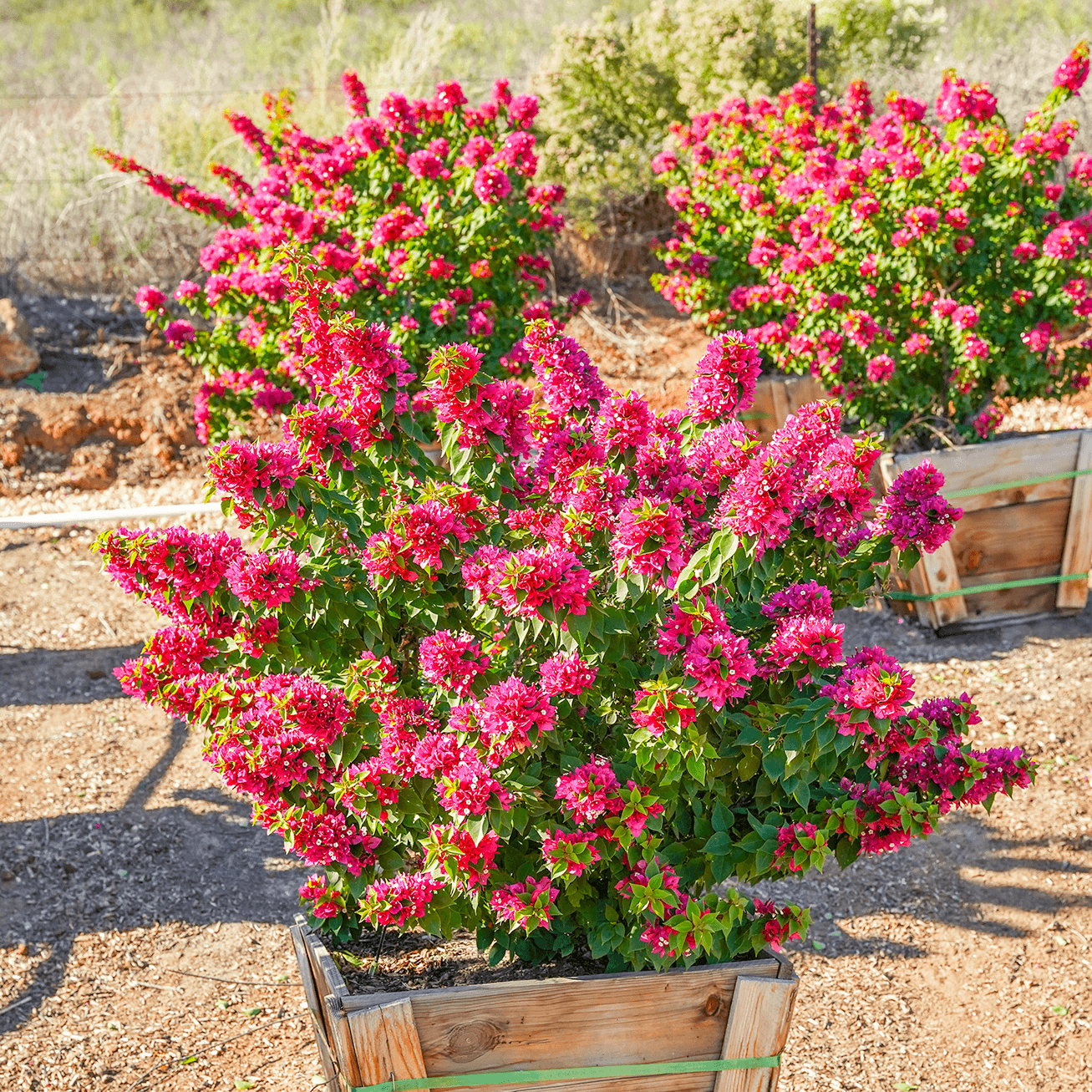 Torch Glow Bougainvilla