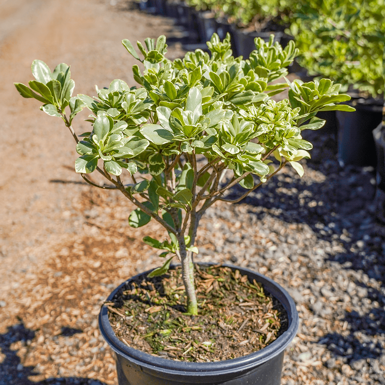 Variegated pittosporum